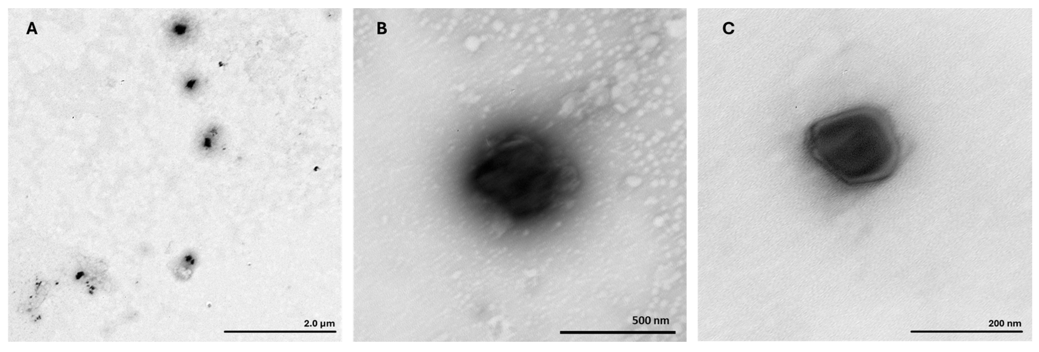 Vaccines 14 00018 g002 Vaccines 14 00018 g002