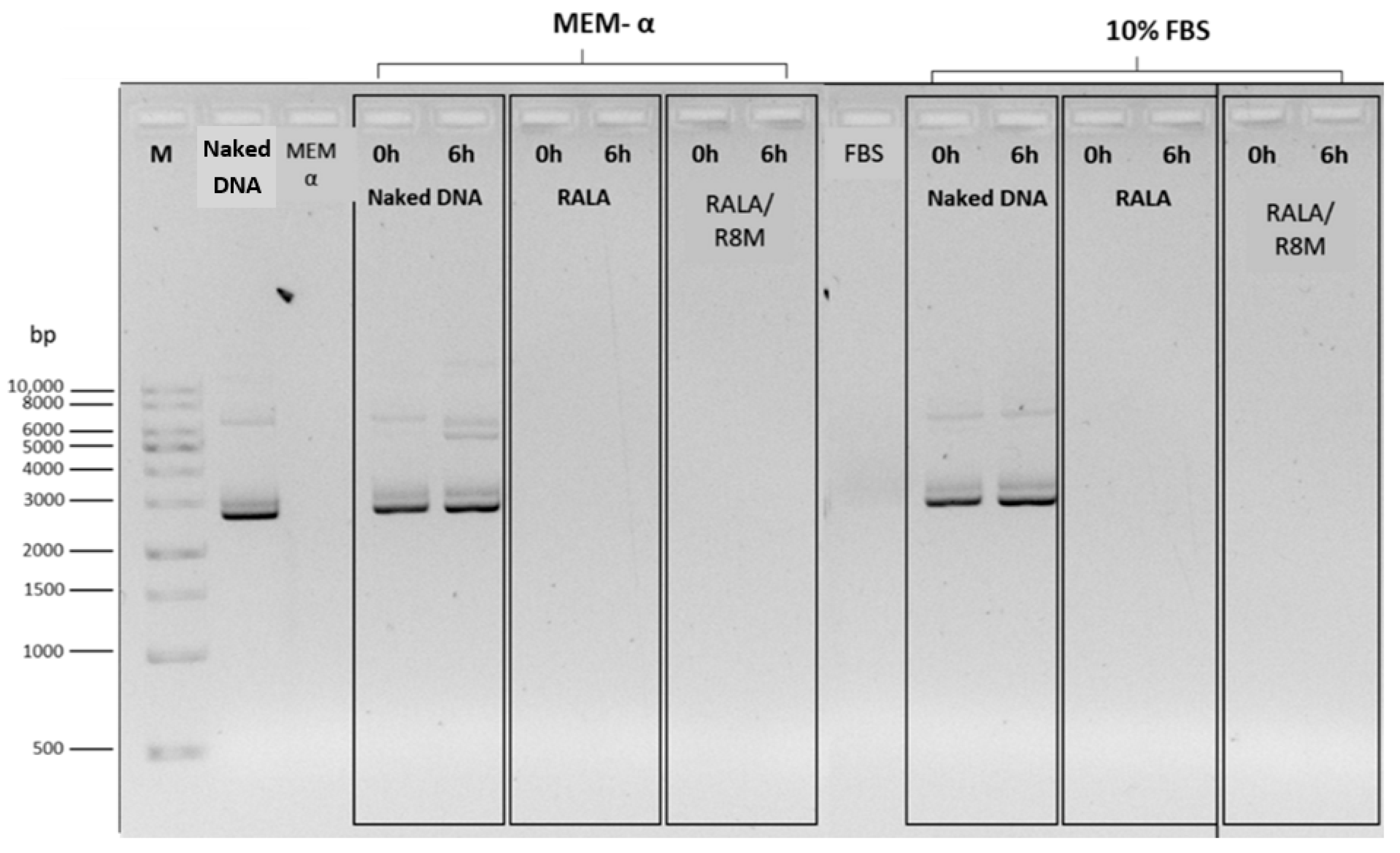 Vaccines 14 00018 g004 Vaccines 14 00018 g004