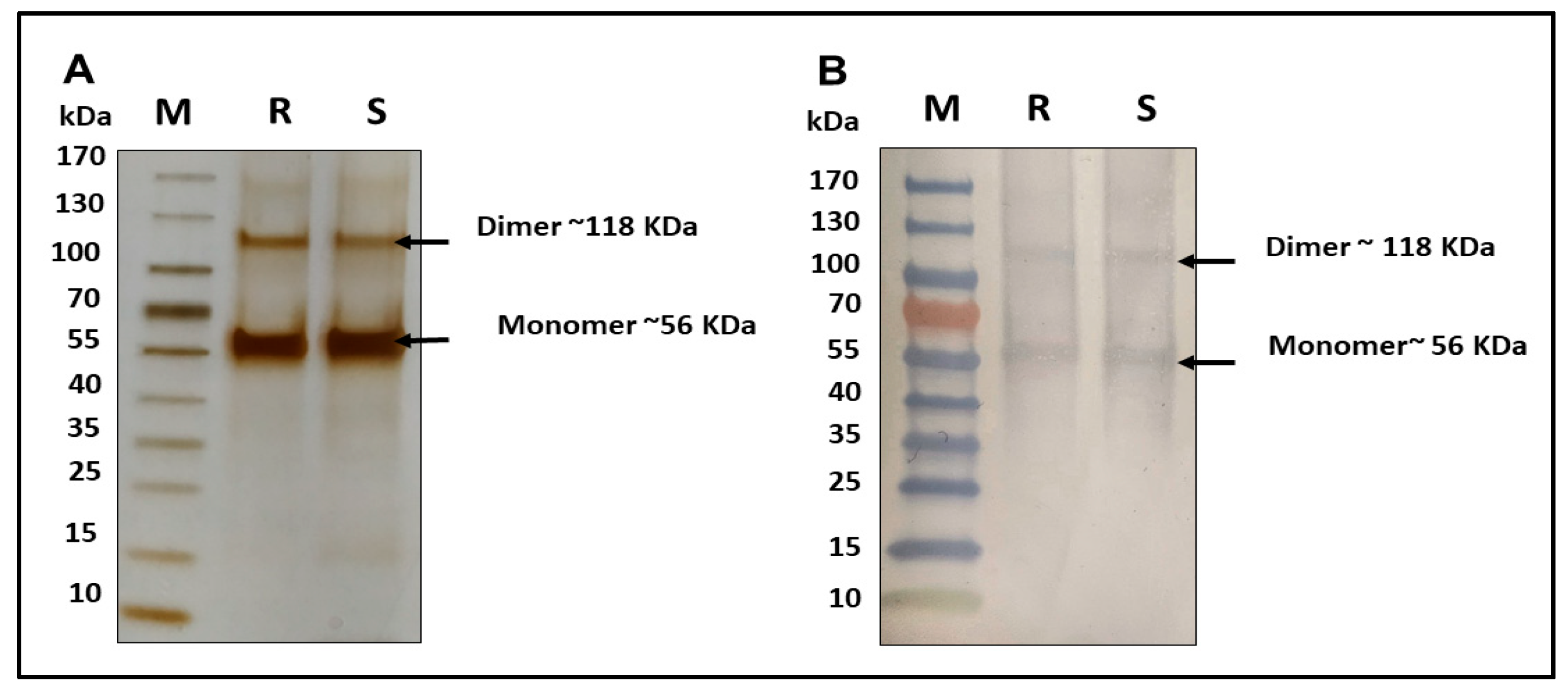 Vaccines 14 00025 g001