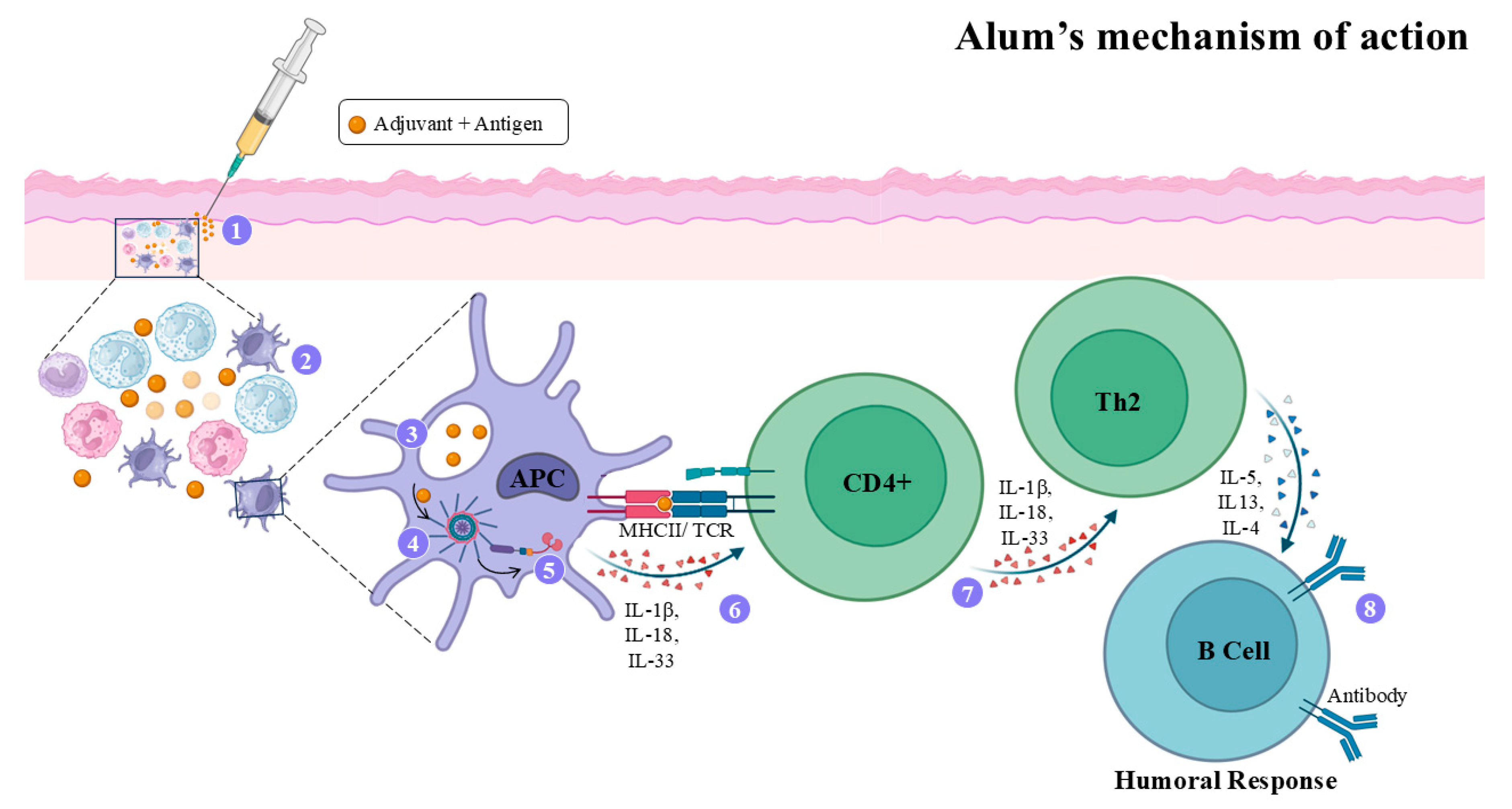 Vaccines 14 00054 g002 Vaccines 14 00054 g002