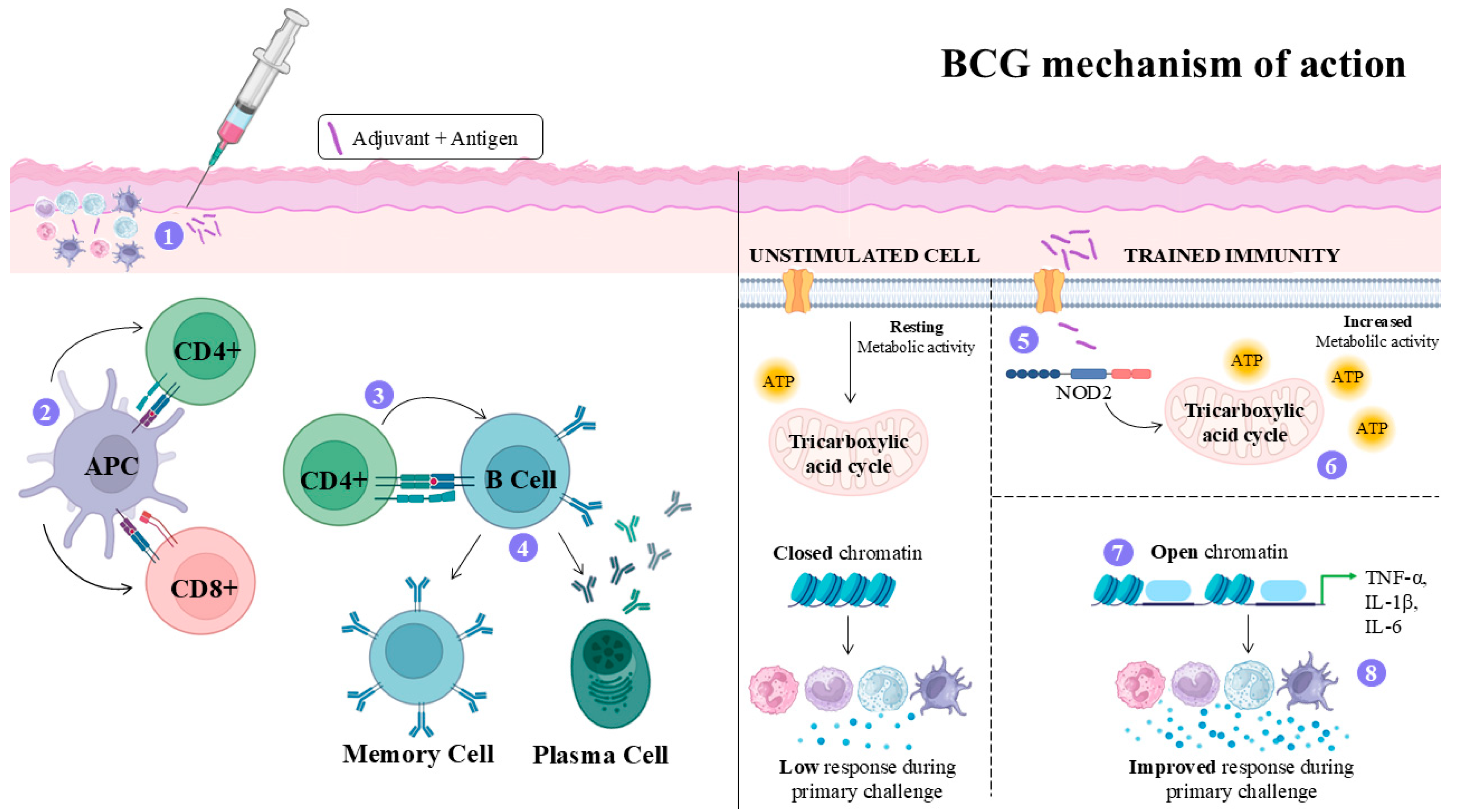 Vaccines 14 00054 g004 Vaccines 14 00054 g004