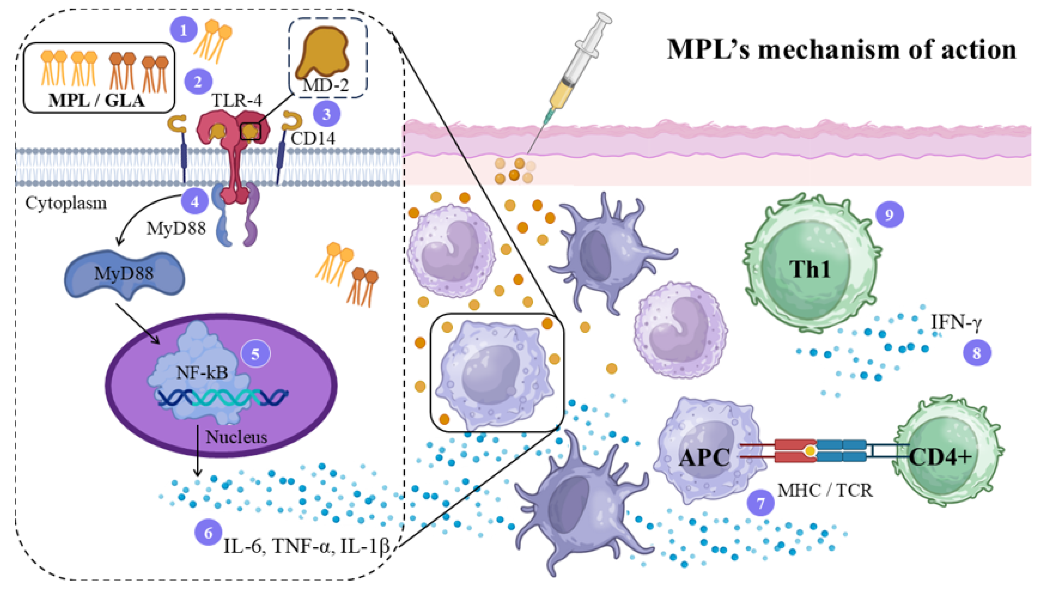 Vaccines 14 00054 g005 Vaccines 14 00054 g005