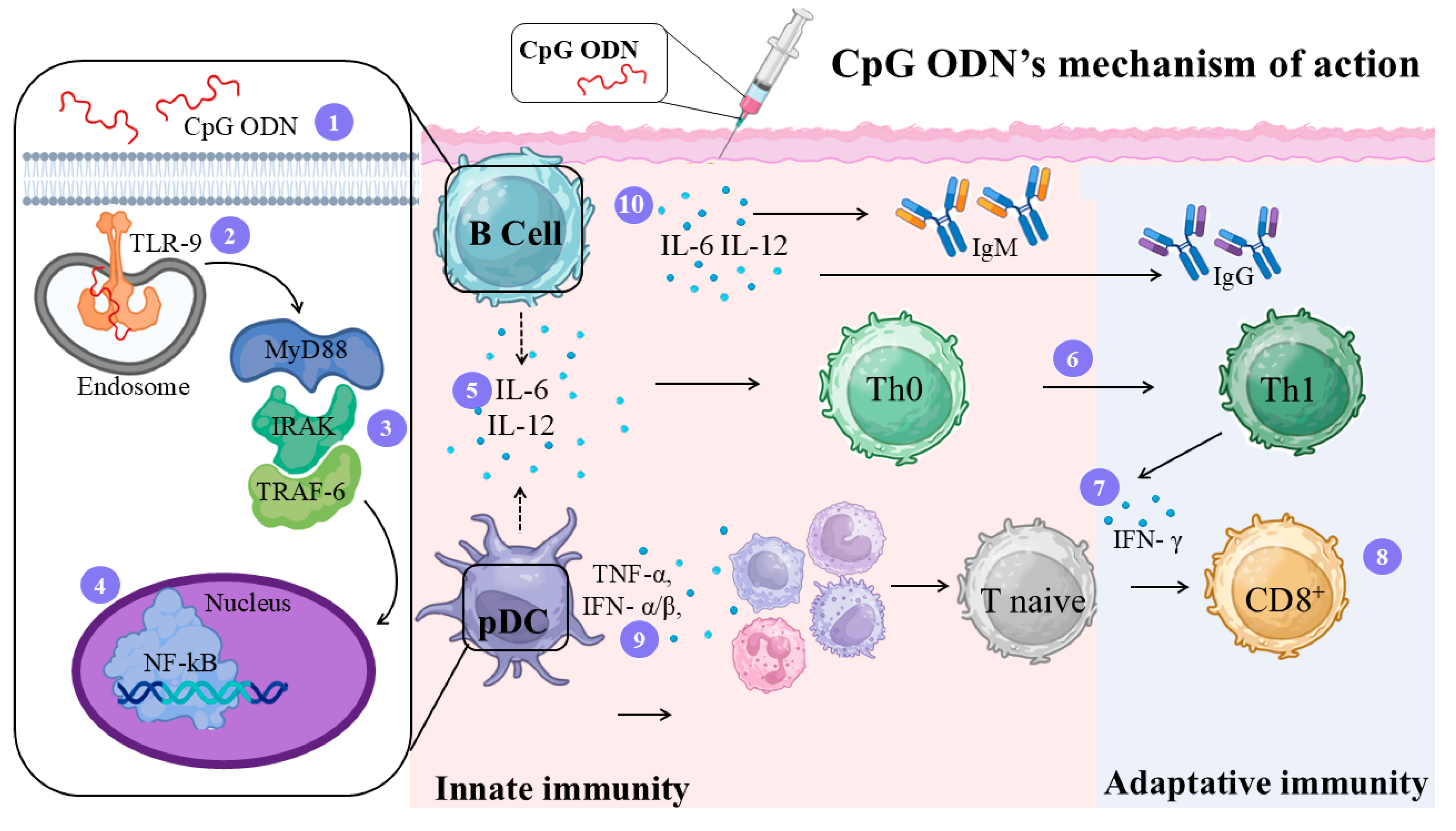 Vaccines 14 00054 g006 Vaccines 14 00054 g006