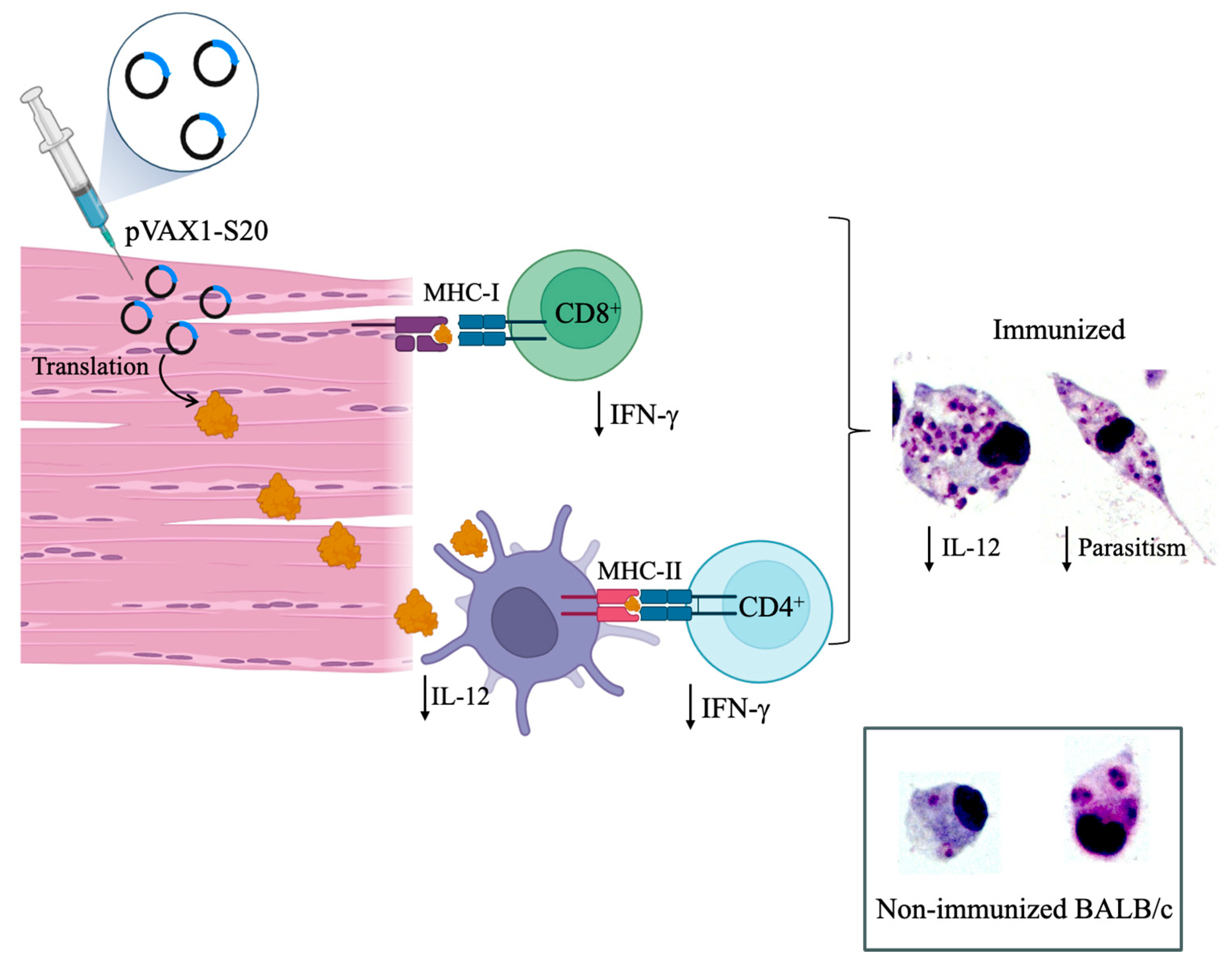 Vaccines 14 00054 g007 Vaccines 14 00054 g007
