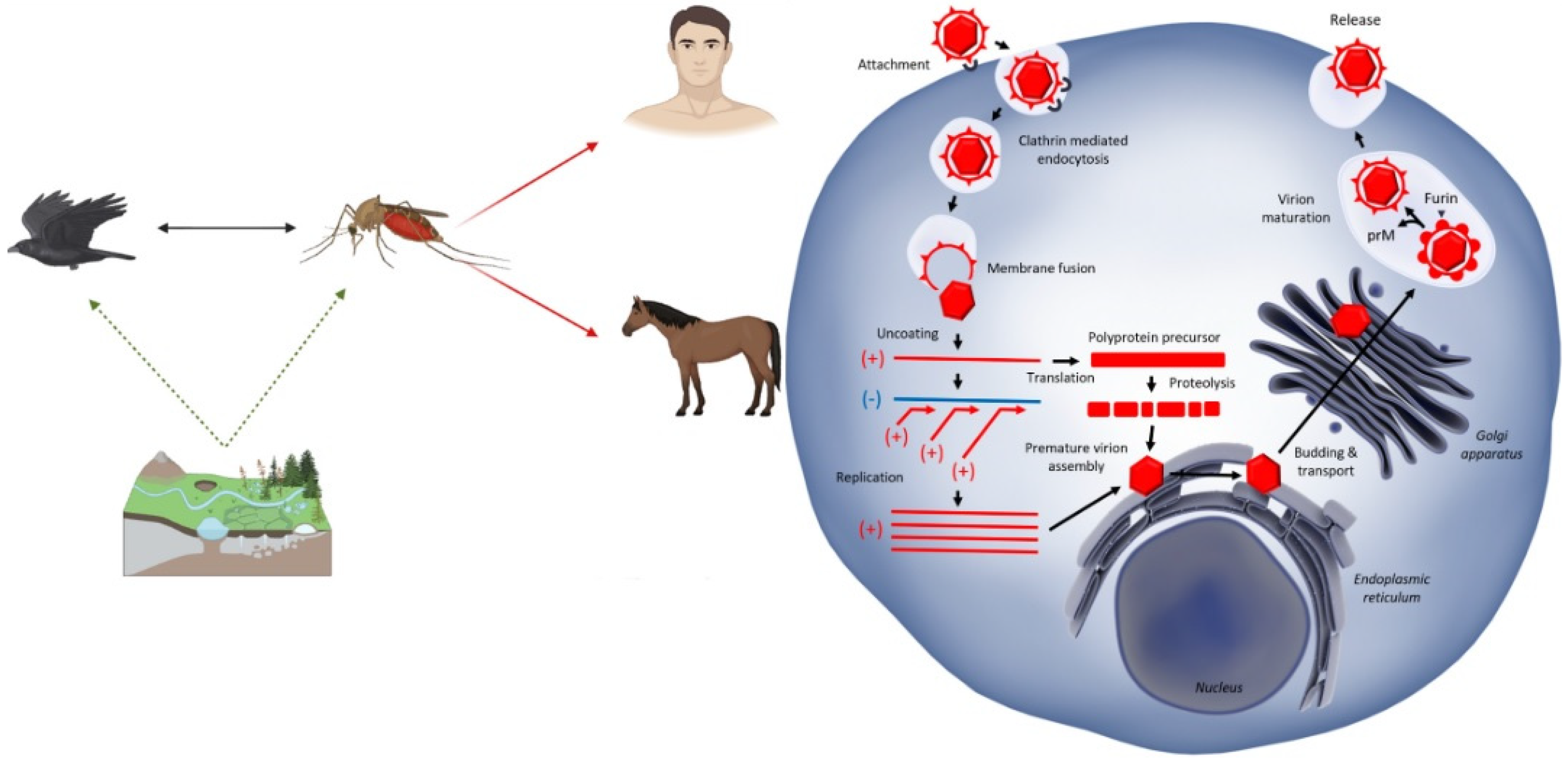 Vaccines 14 00057 sch001 Vaccines 14 00057 sch001