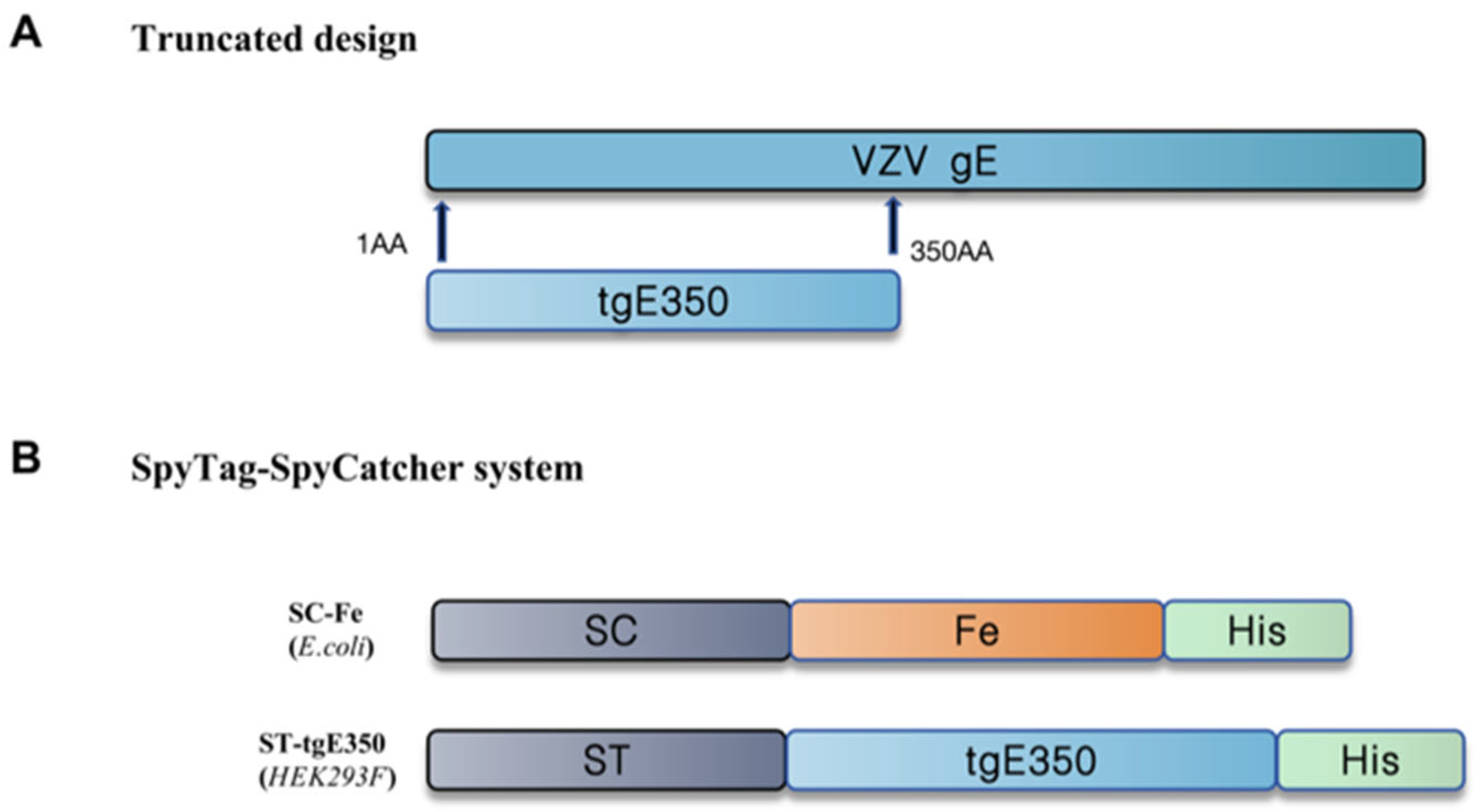 Vaccines 14 00069 g001