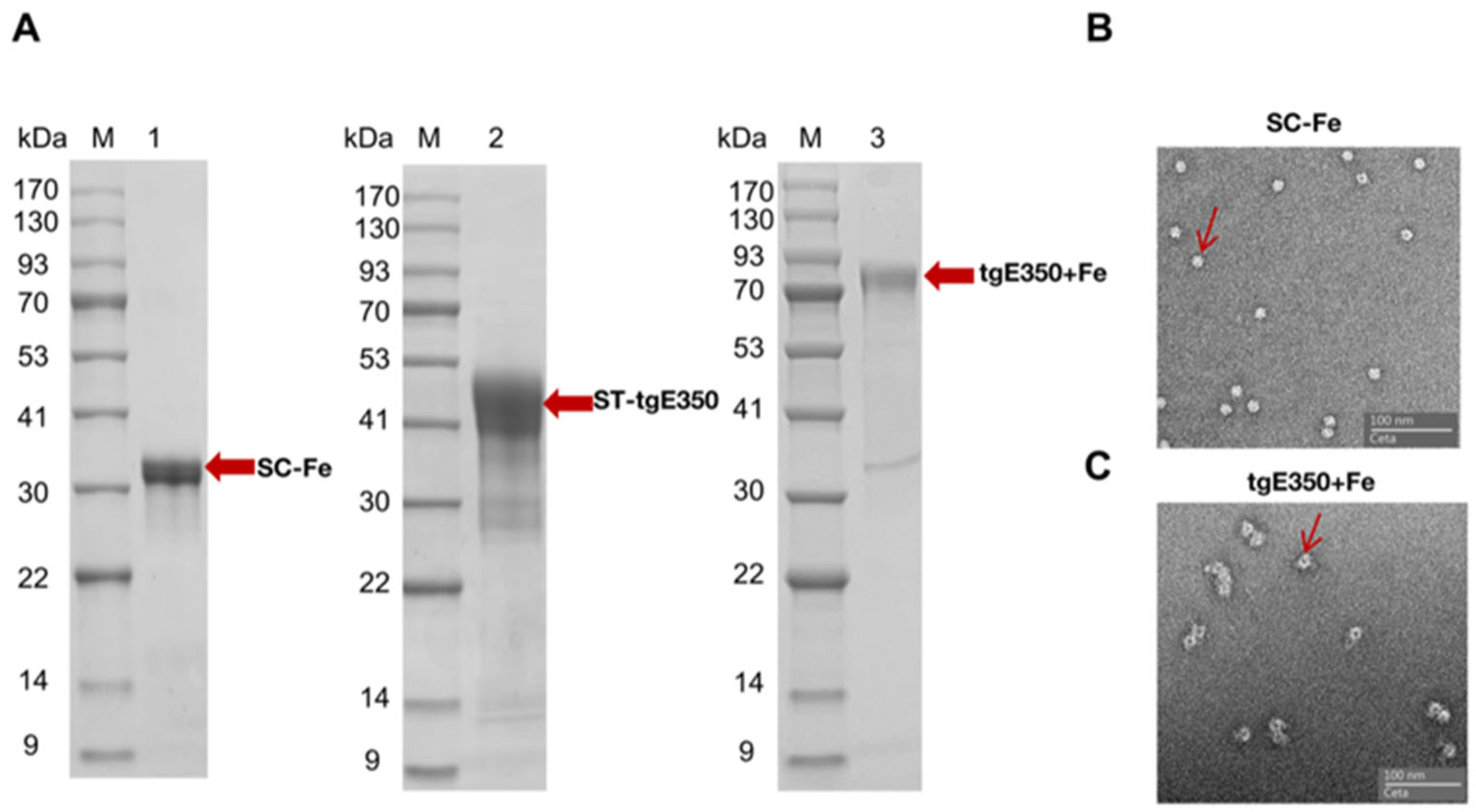 Vaccines 14 00069 g002