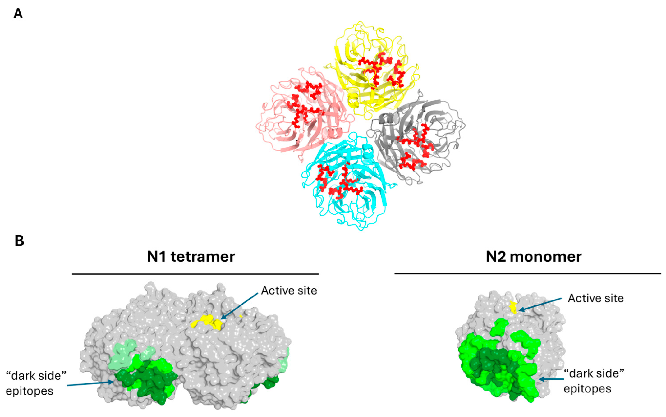 Vaccines 14 00519 g001