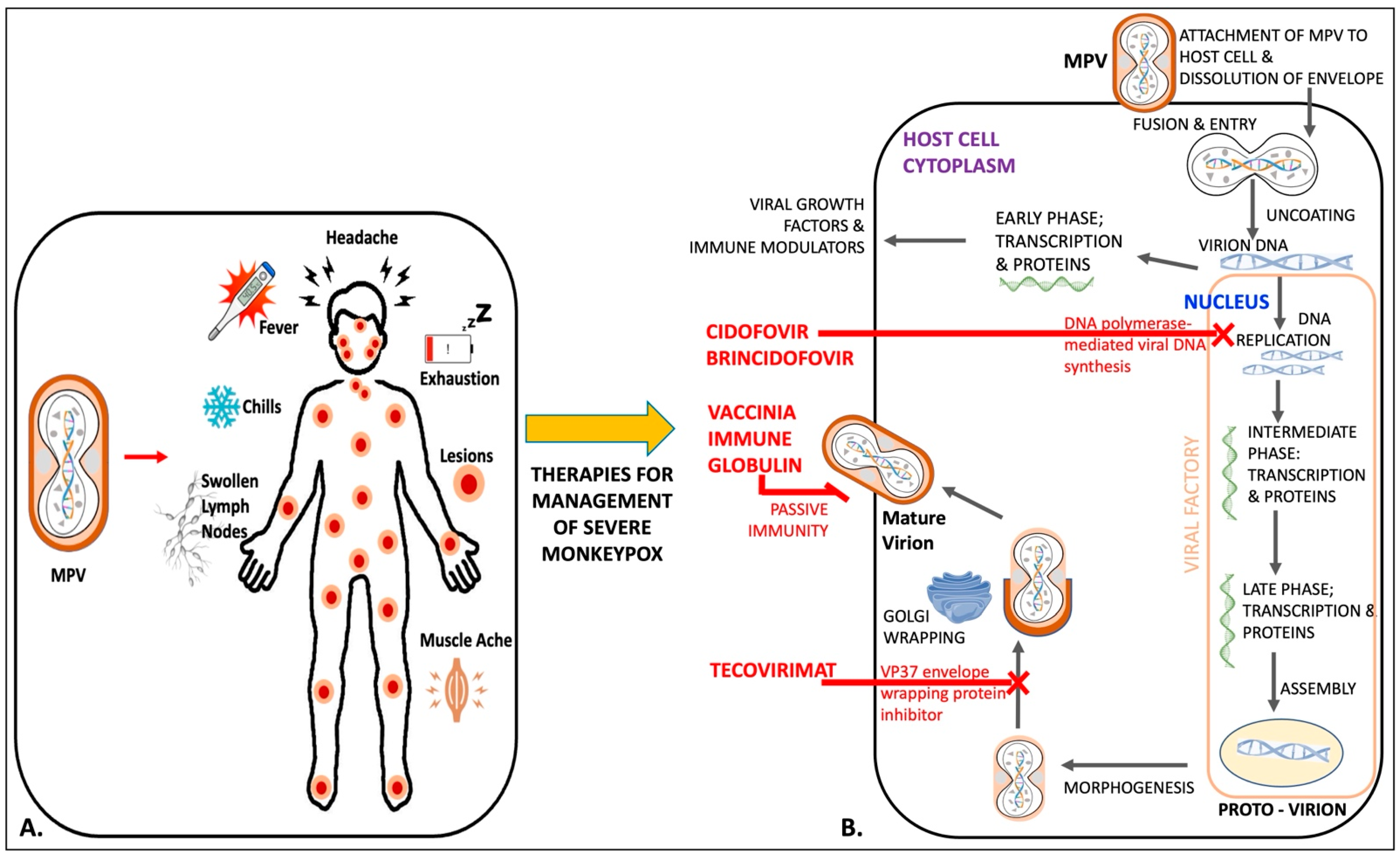 Monkeypox Virus Infection in Humans across 16 Countries — April–June 2022