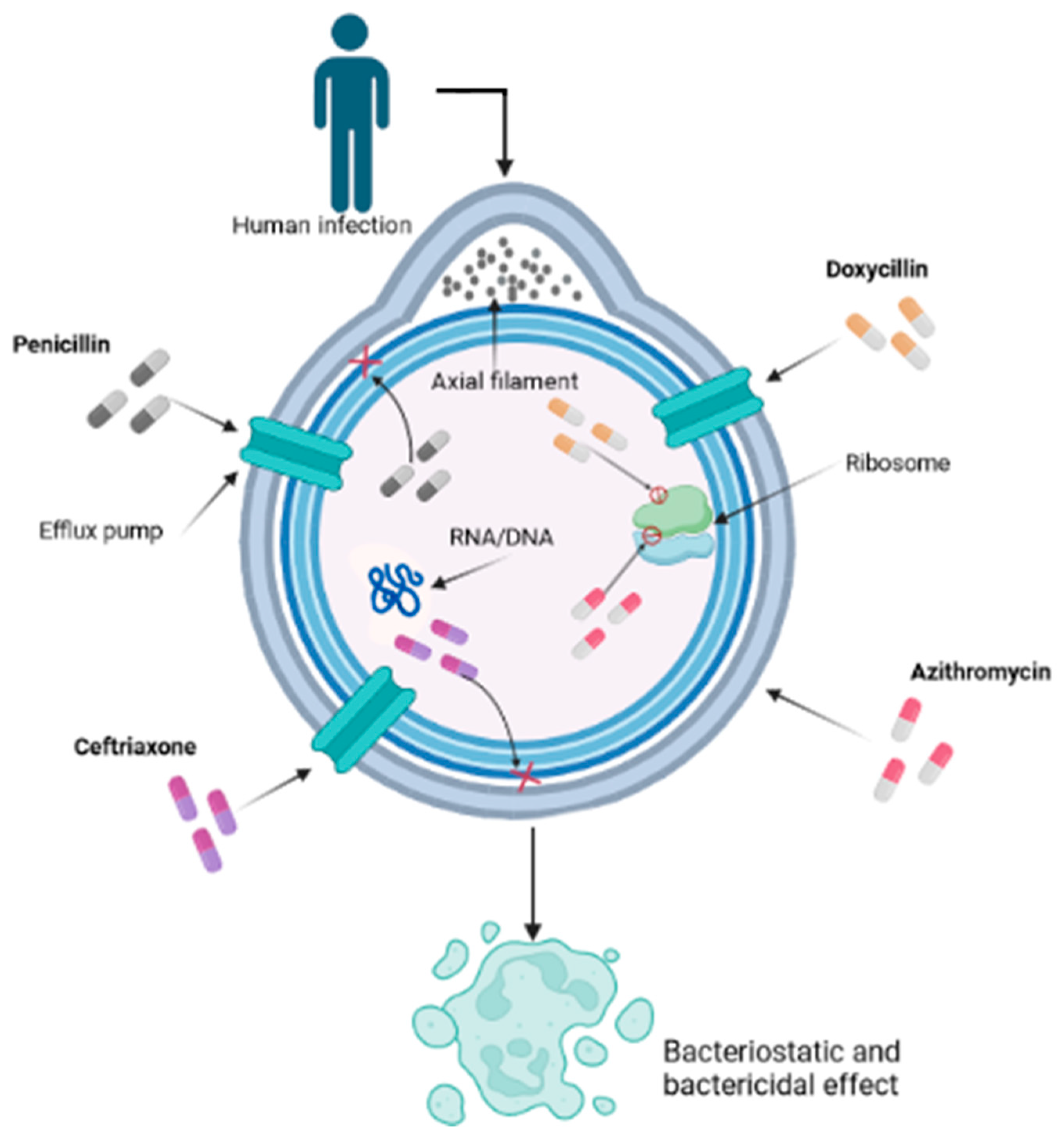 Venereology 02 00013 g001 Venereology 02 00013 g001