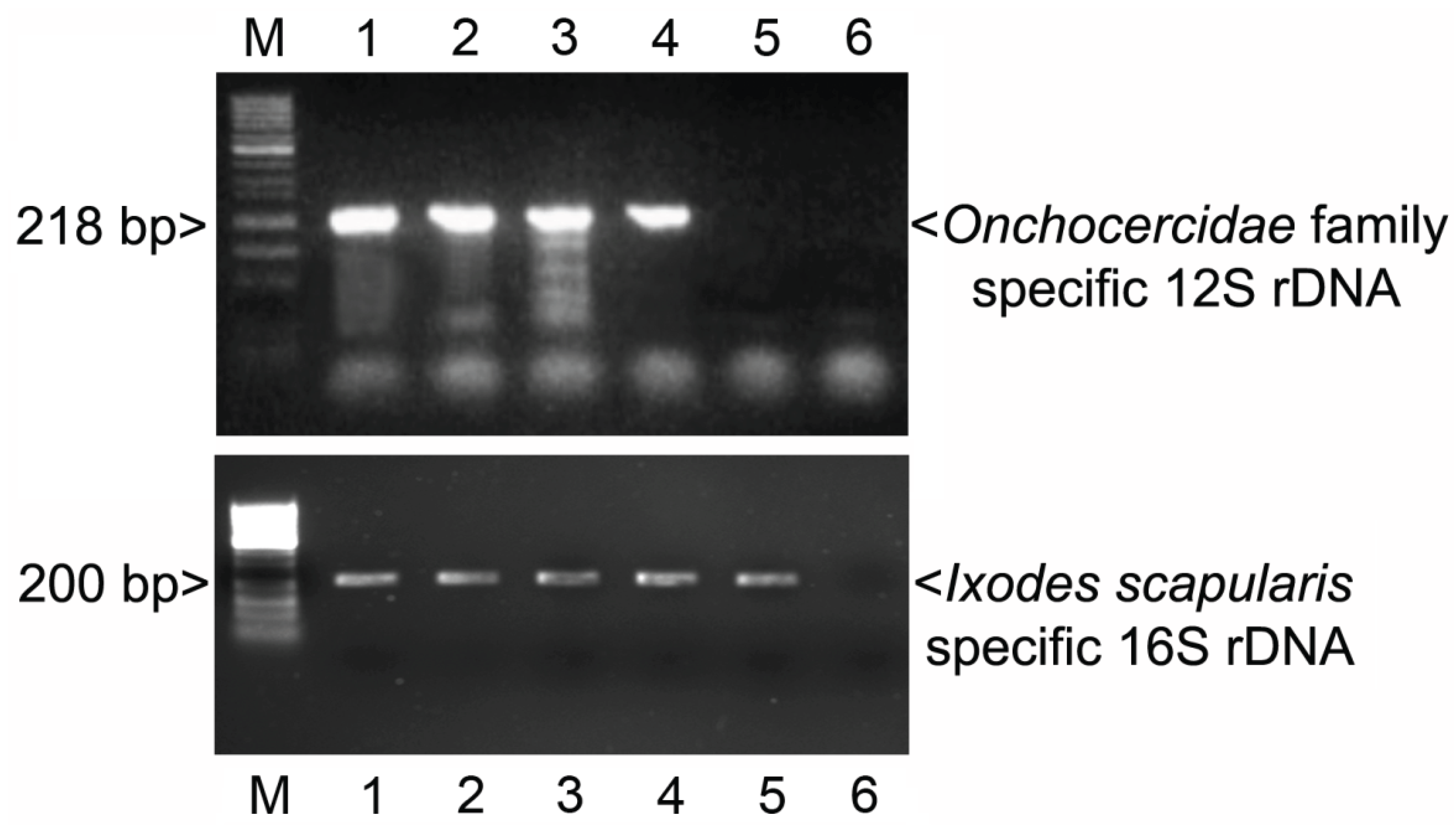 Vetsci 01 00005 g002