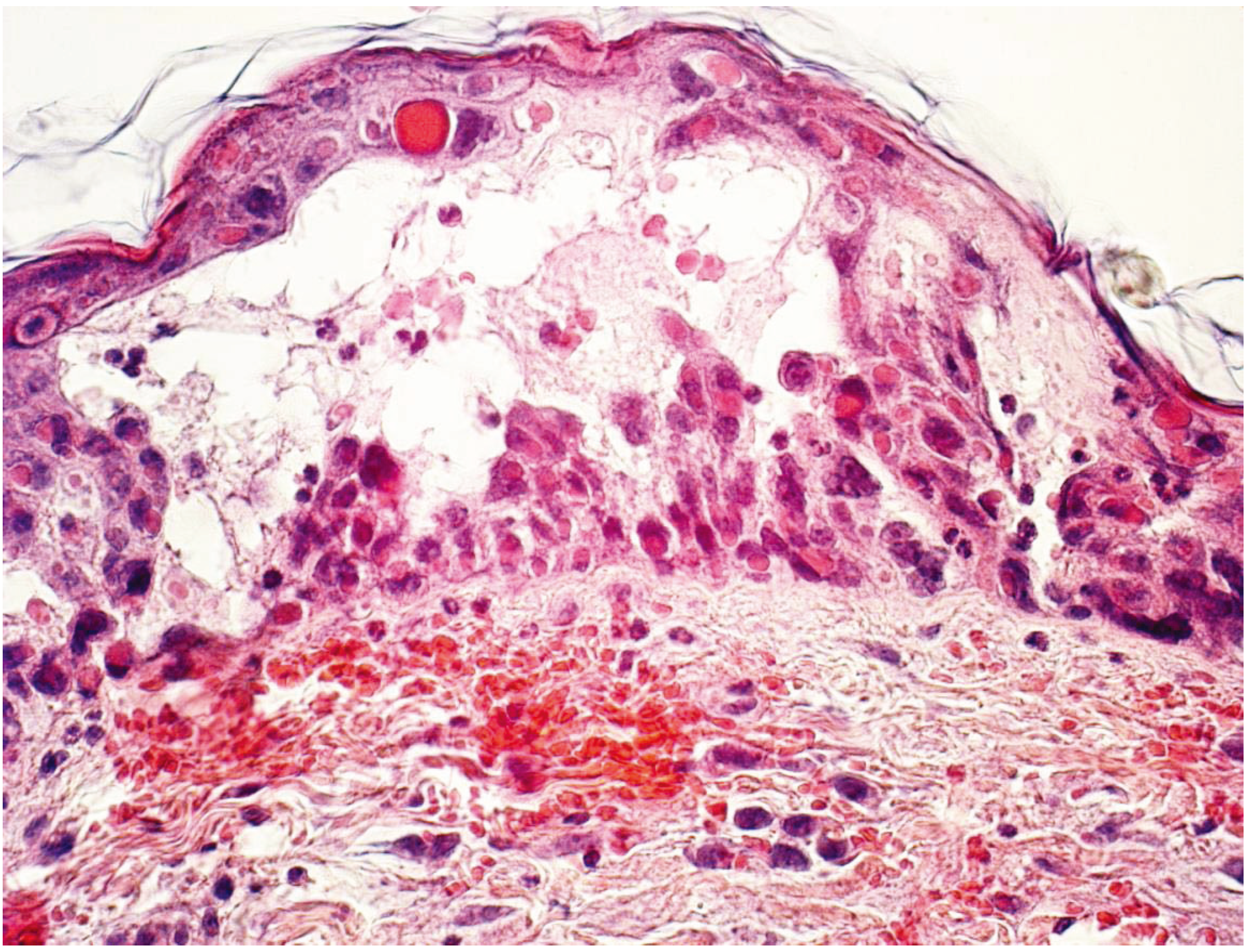 Vetsci 01 00040 g004