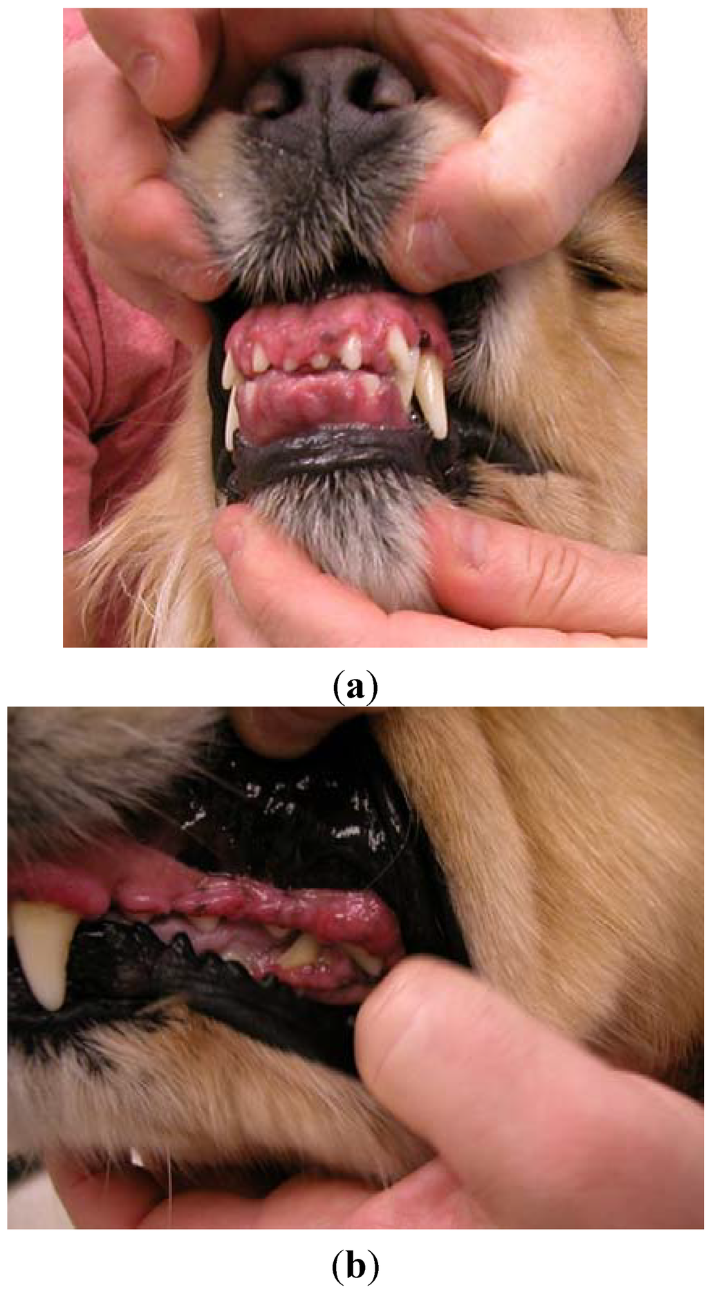 Veterinary Sciences | Free Full-Text | Medical Management of