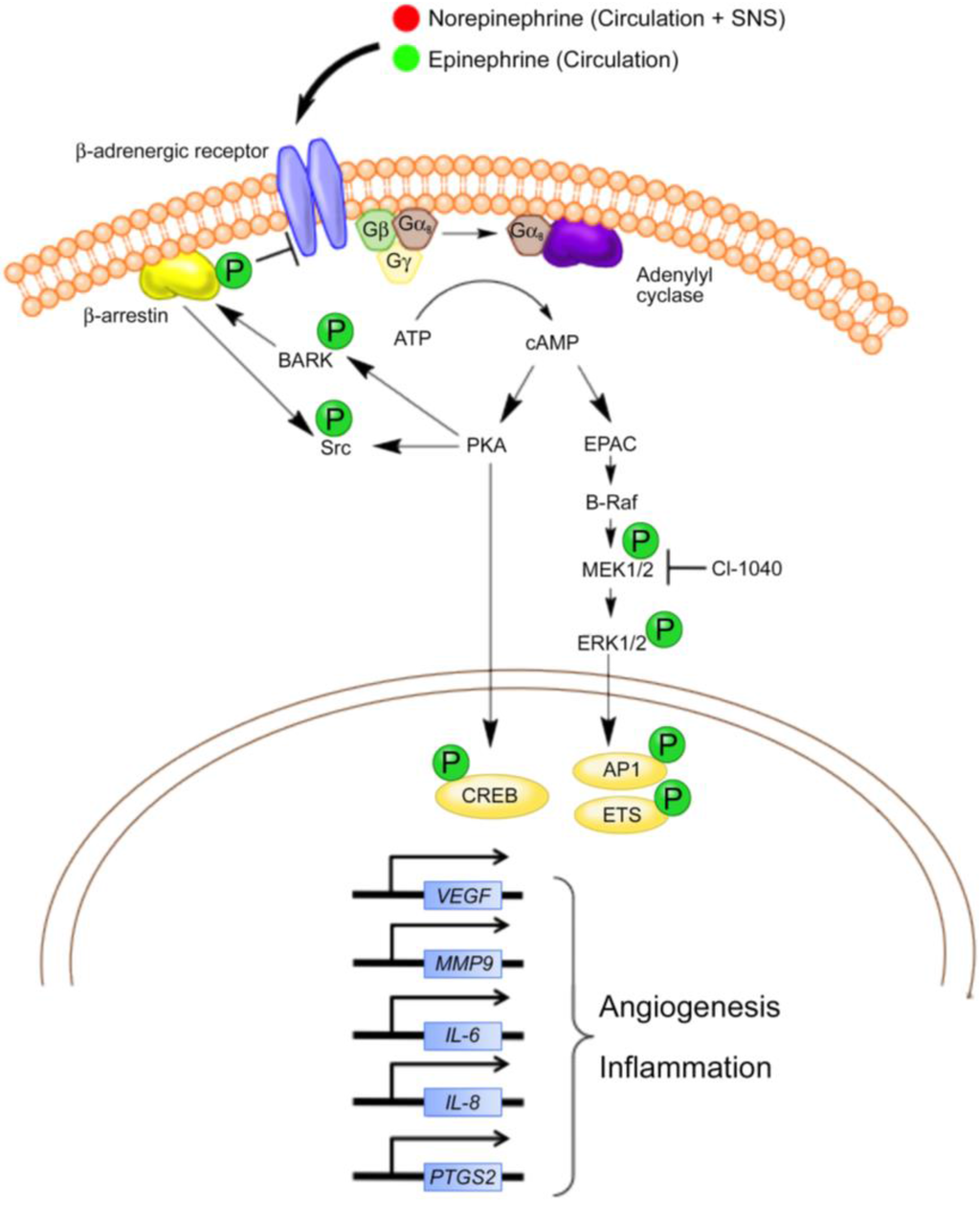 Veterinary Sciences Free FullText Beta Adrenergic Signaling A