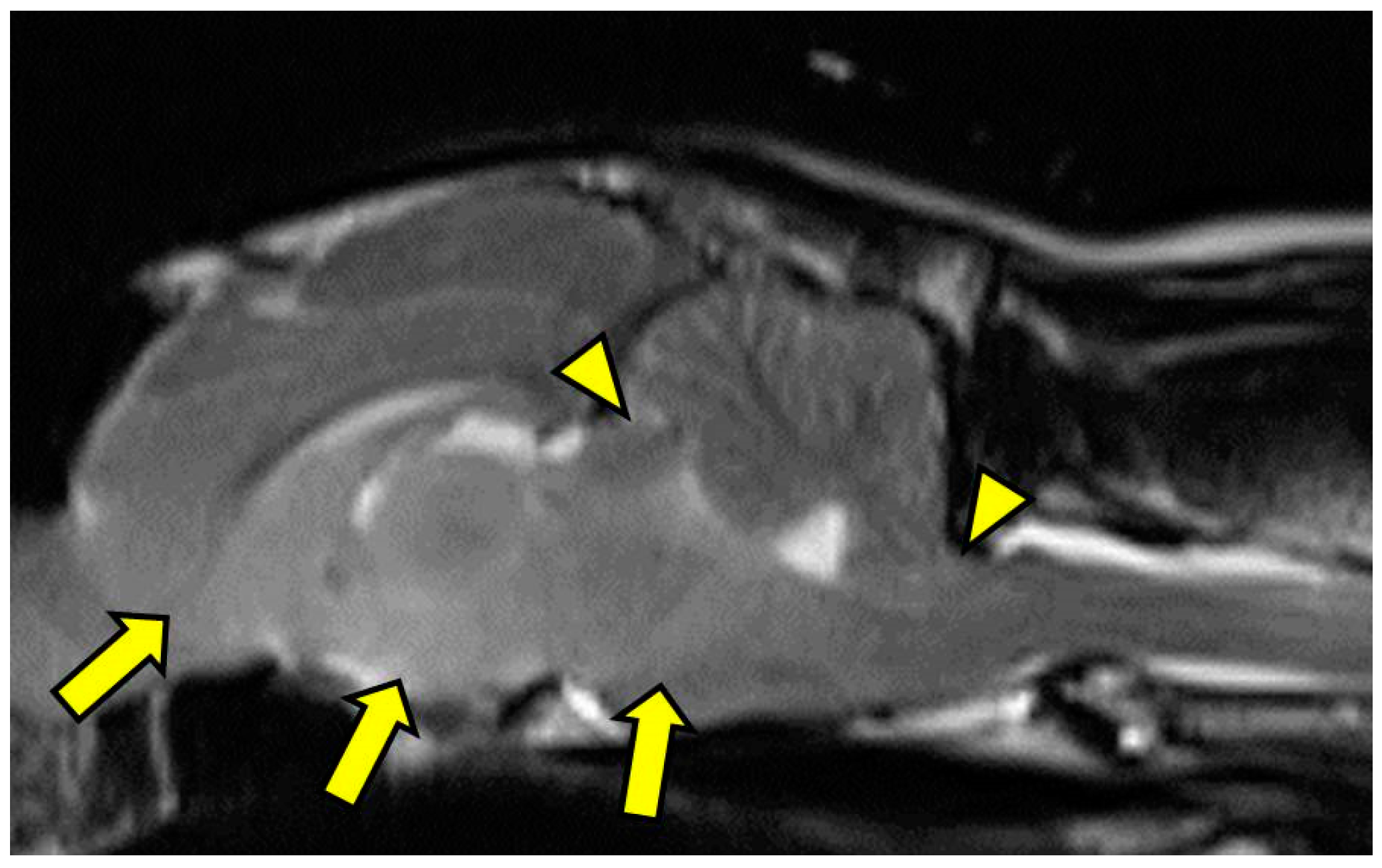 Vetsci 03 00013 g002 1024