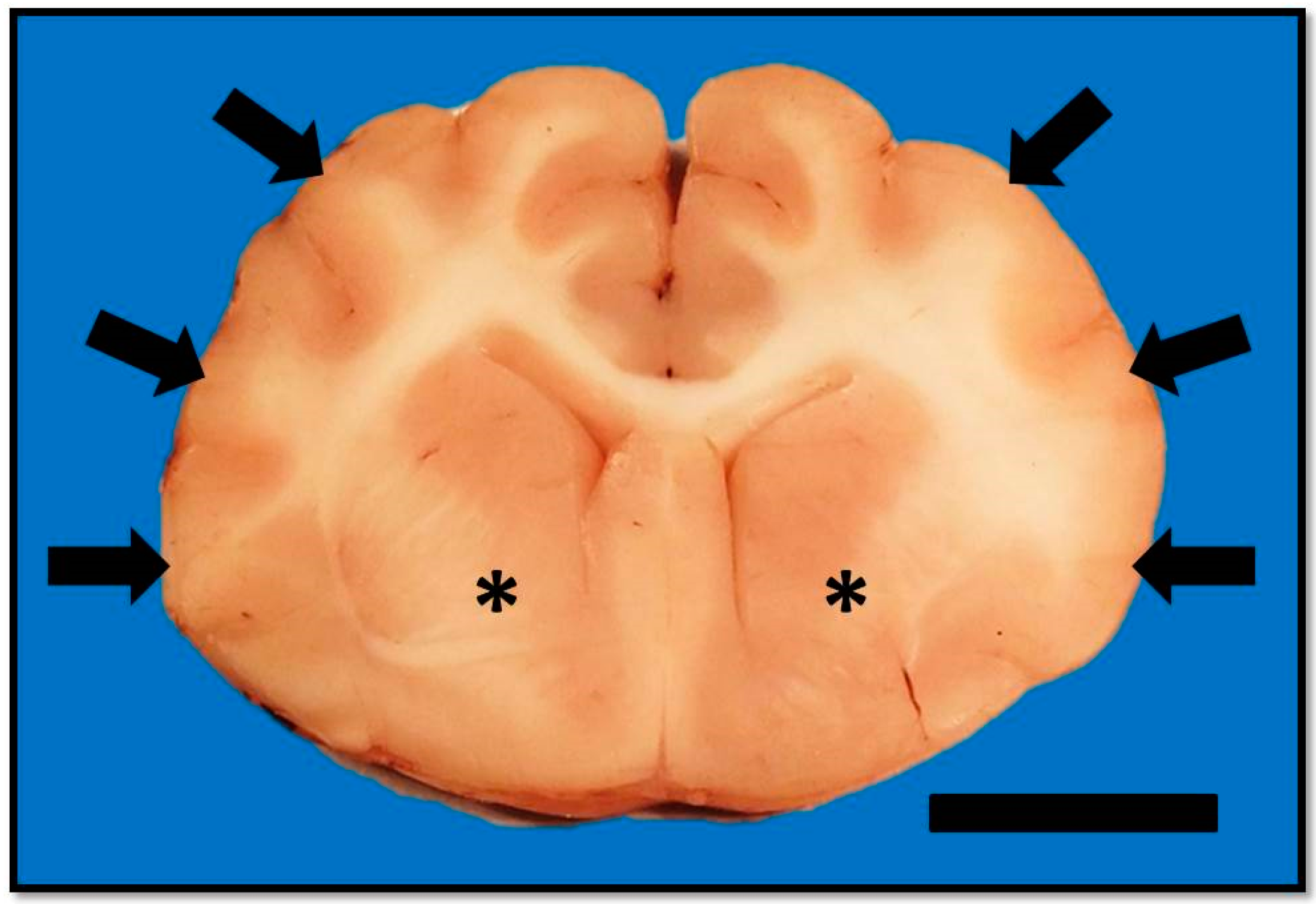 Vetsci 03 00013 g003 1024