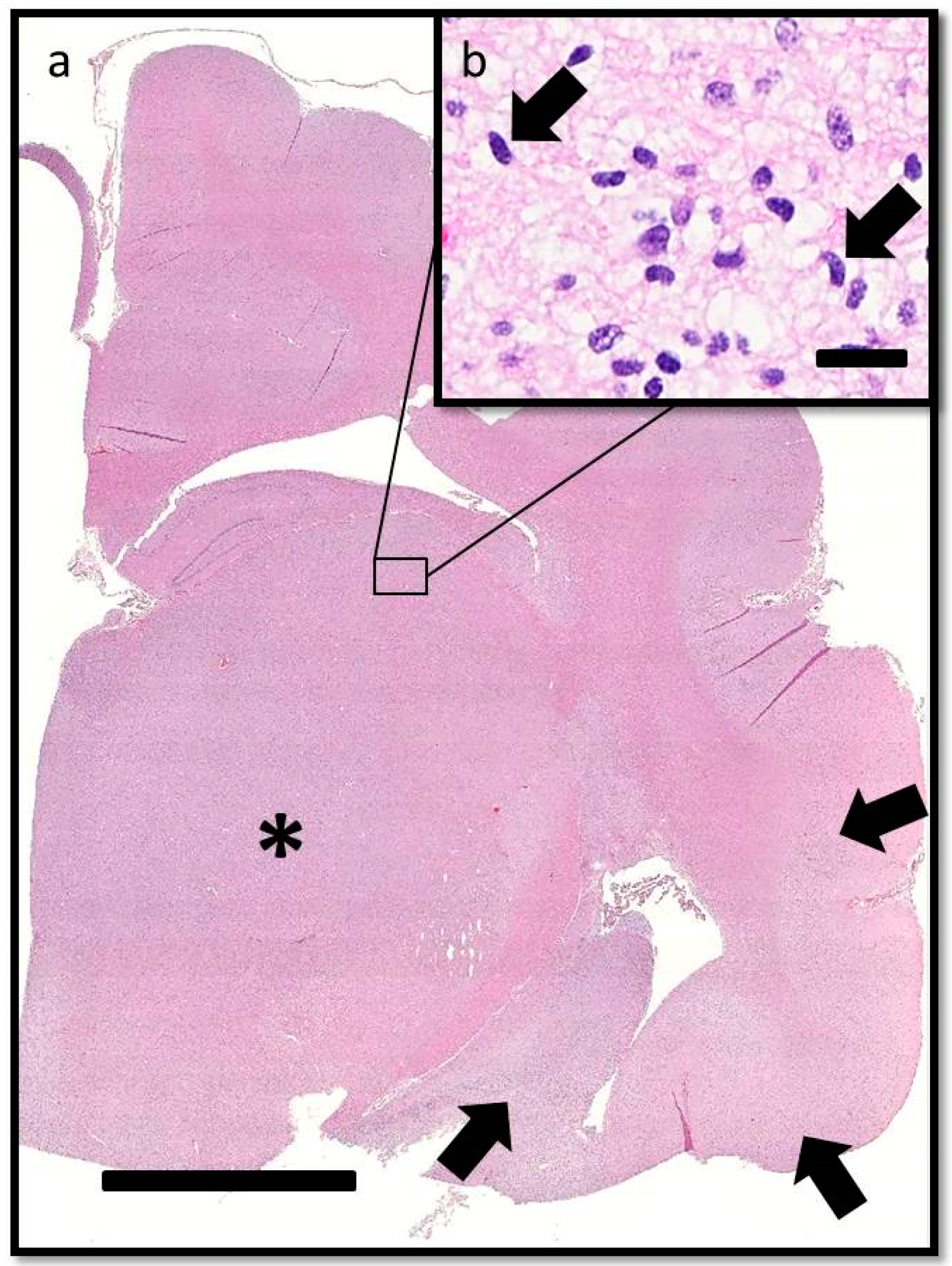 Vetsci 03 00013 g004 1024