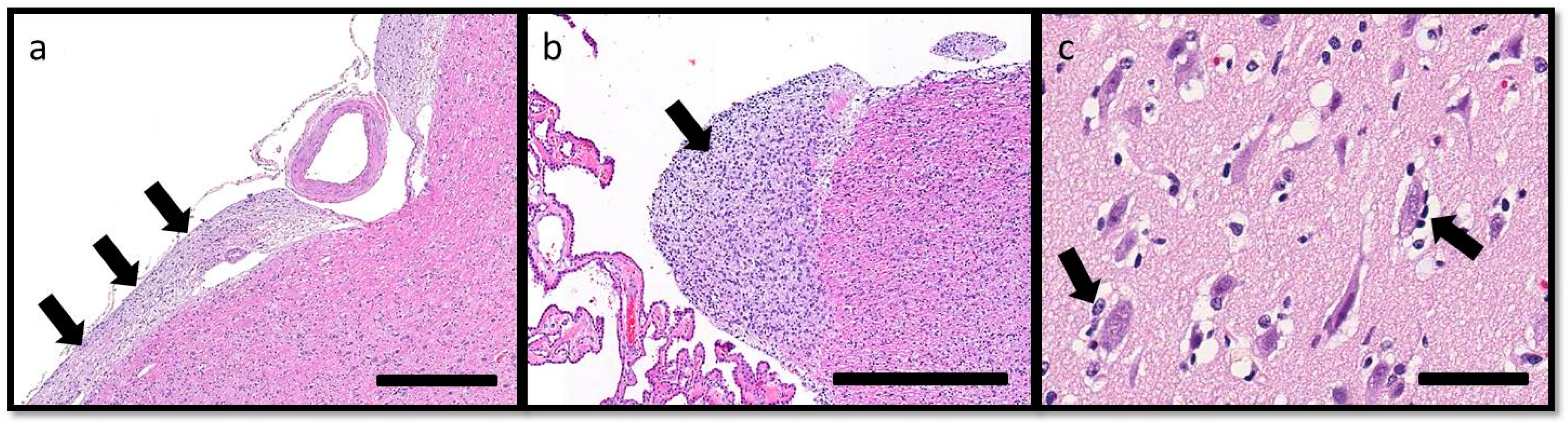 Vetsci 03 00013 g005 1024