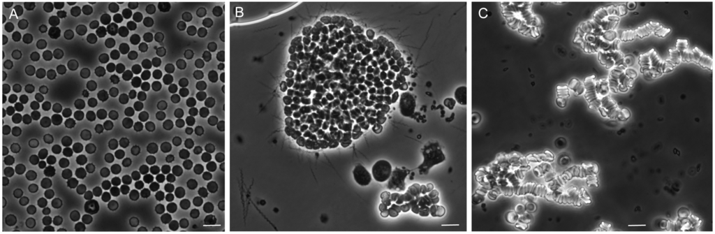 Vetsci 03 00019 g010 1024