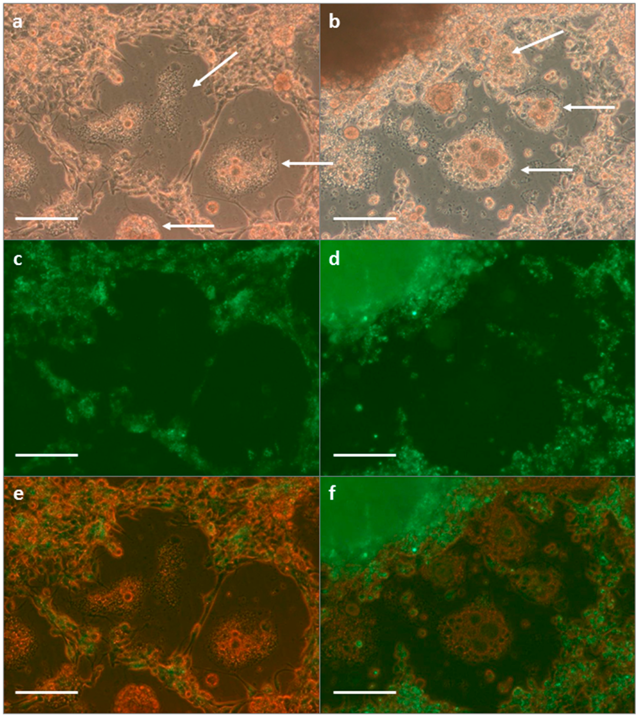 Vetsci 03 00028 g004 550