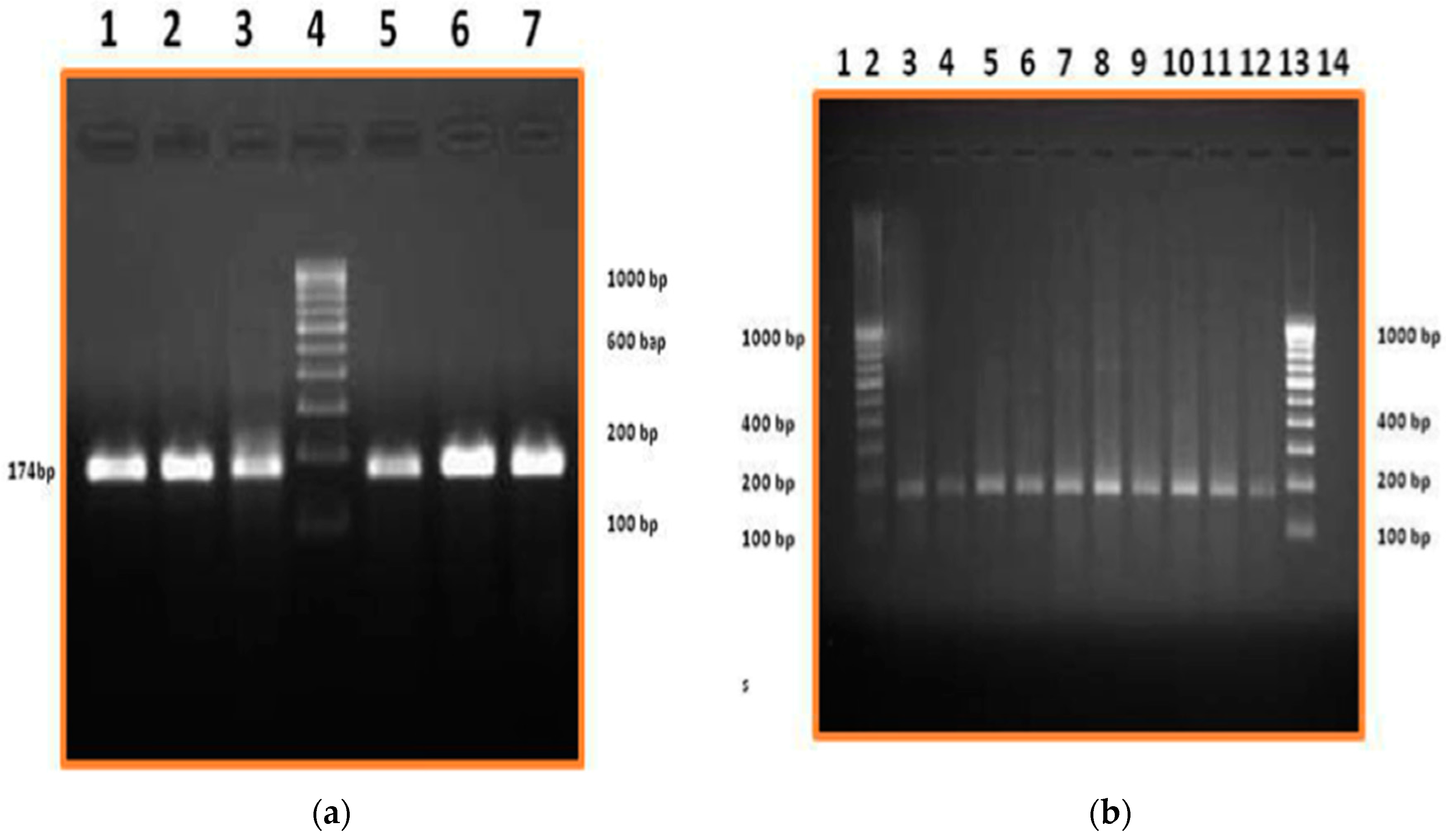 Vetsci 03 00029 g002 550