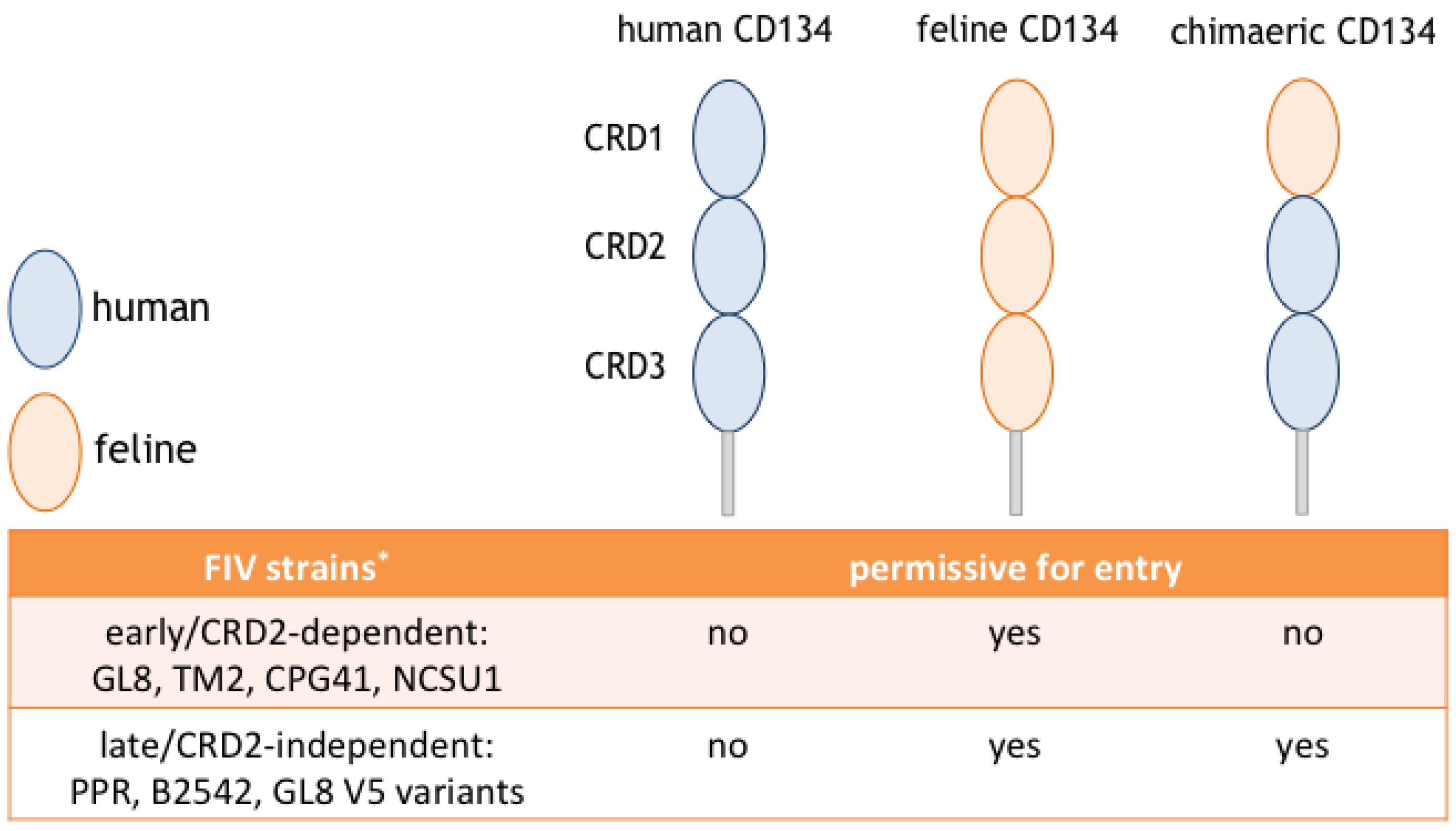 Veterinary Sciences Free Full Text The Comparative Value Of Feline Virology Research Can Findings From The Feline Lentiviral Vaccine Be Translated To Humans Html