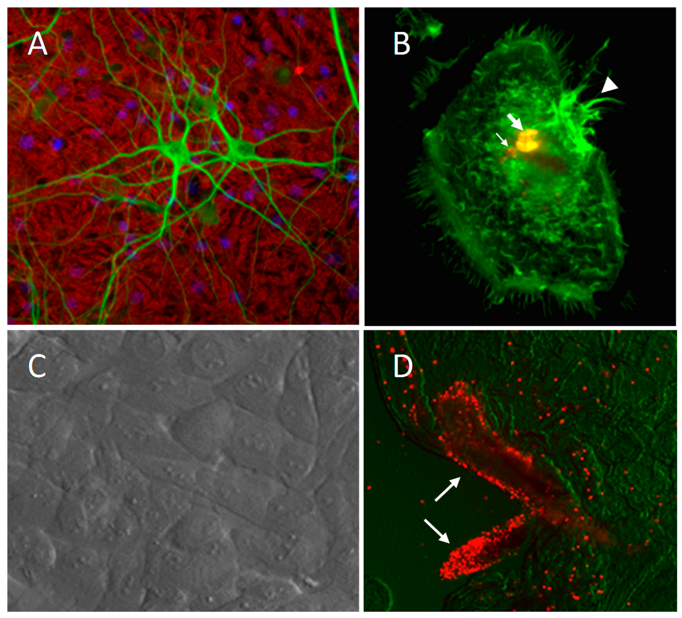 Vetsci 04 00014 g004