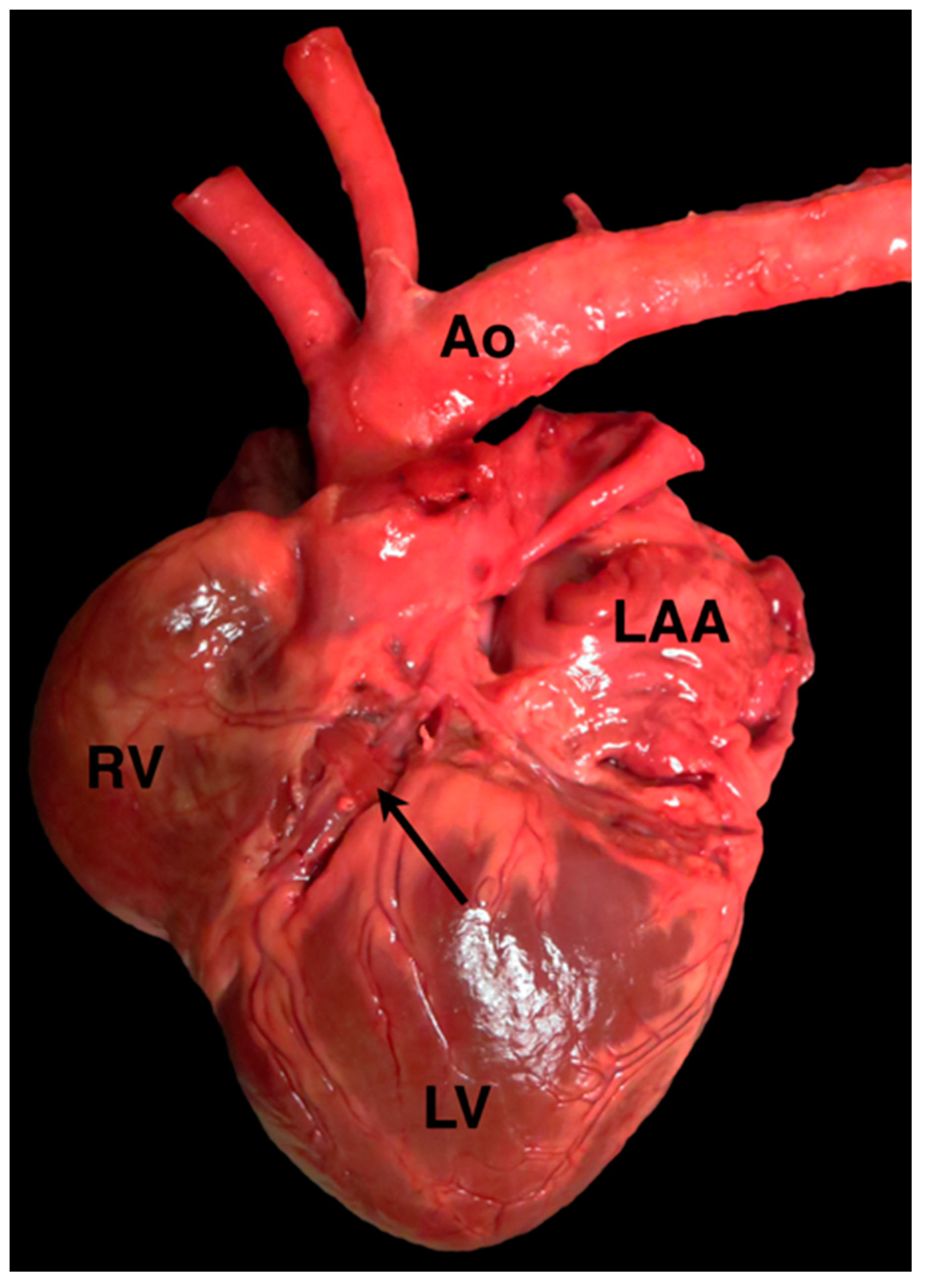 Vetsci 04 00020 g011