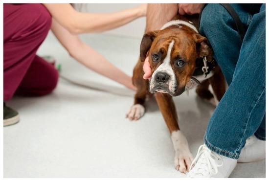 The Sac Rack: Death's Waiting Room for Animals in Labs