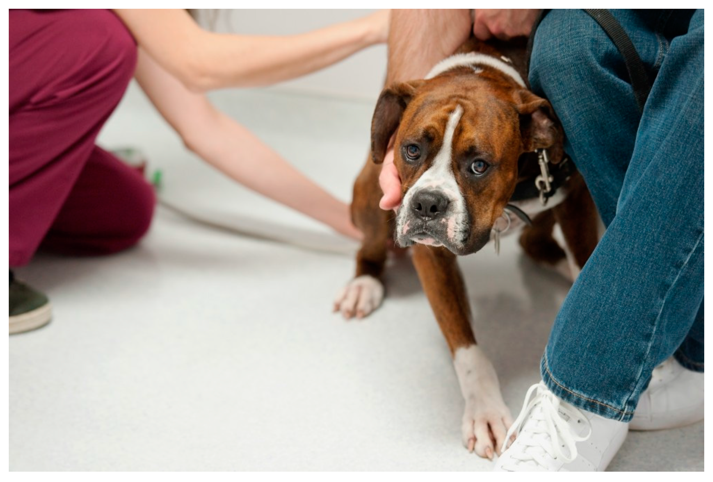 Veterinarian putting cat on the weight scale at veterinarian clinic. Stock  Photo