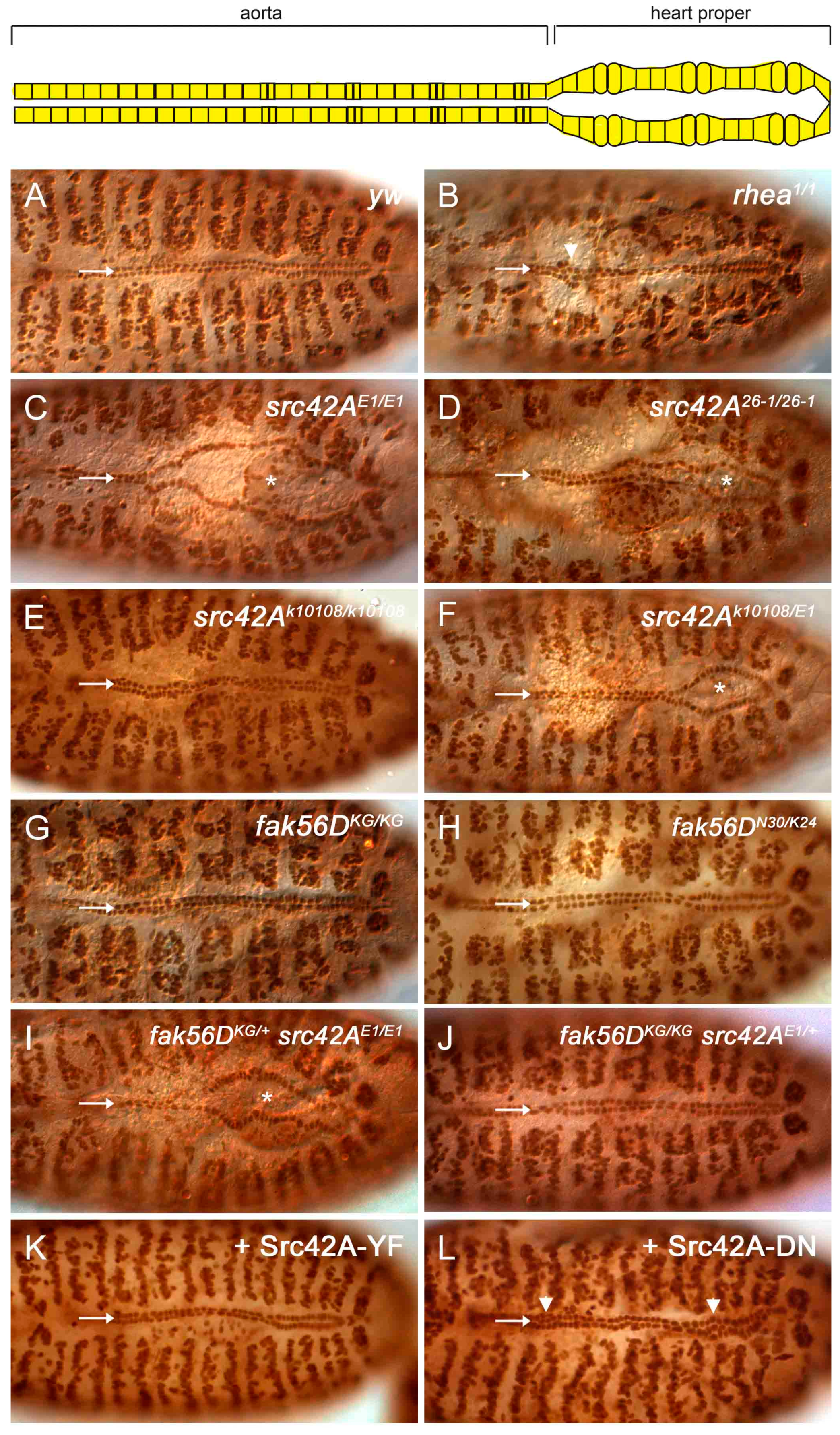 Vetsci 04 00023 g002 550