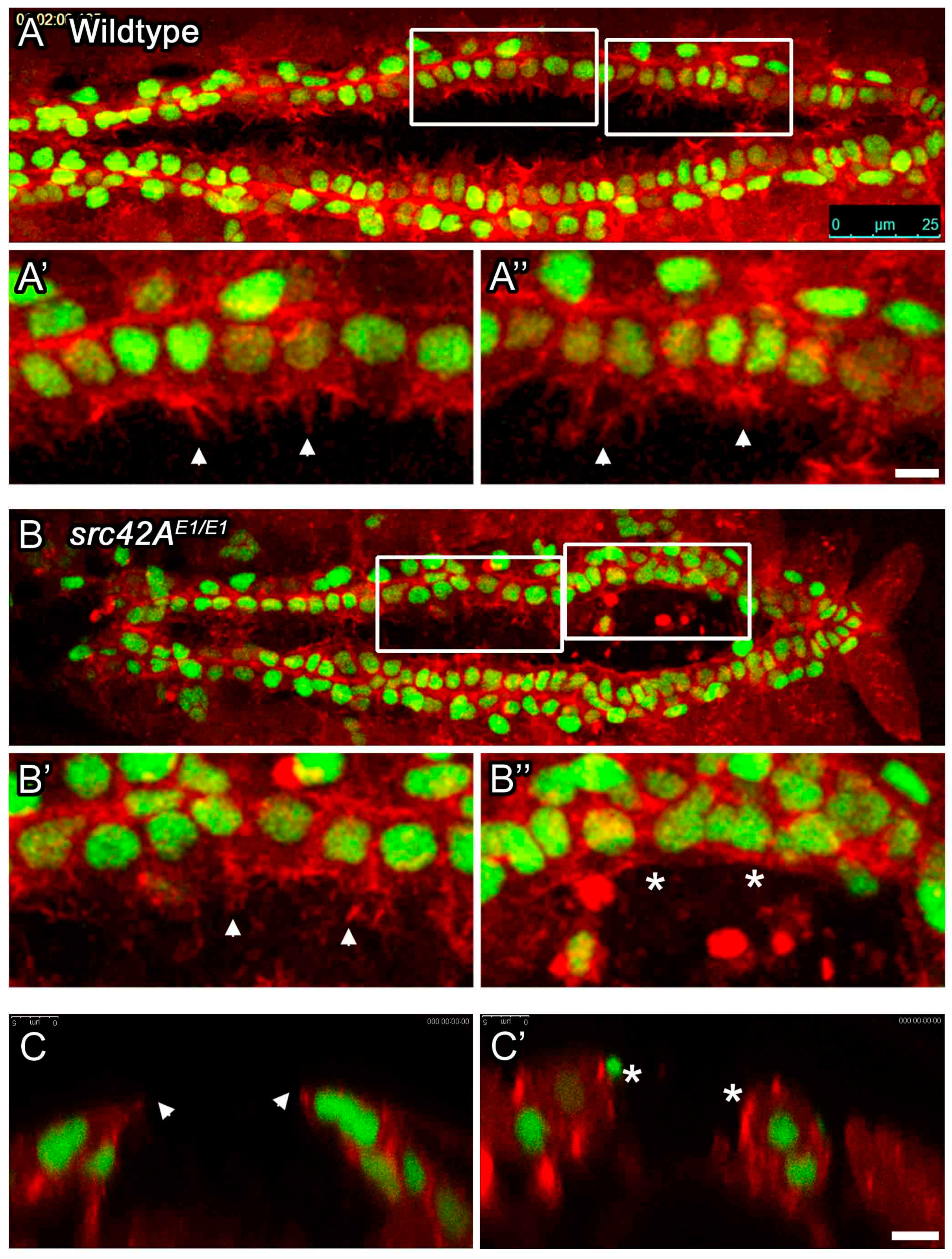 Vetsci 04 00023 g003 550
