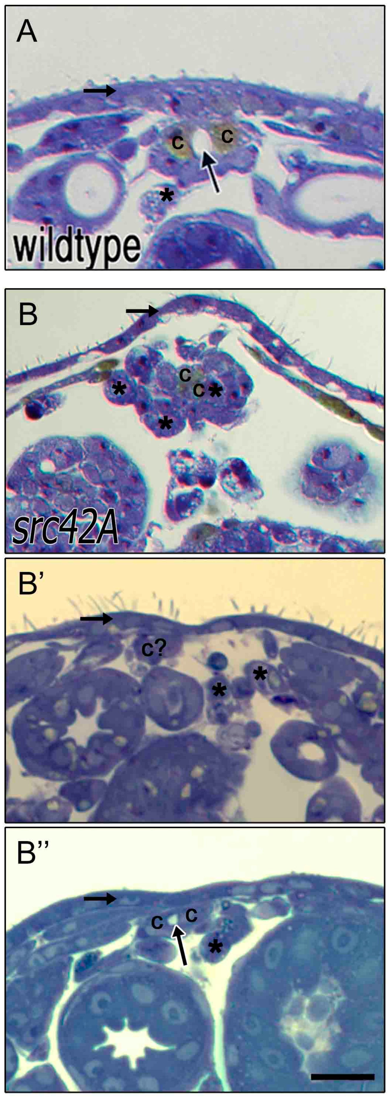 Vetsci 04 00023 g005 550