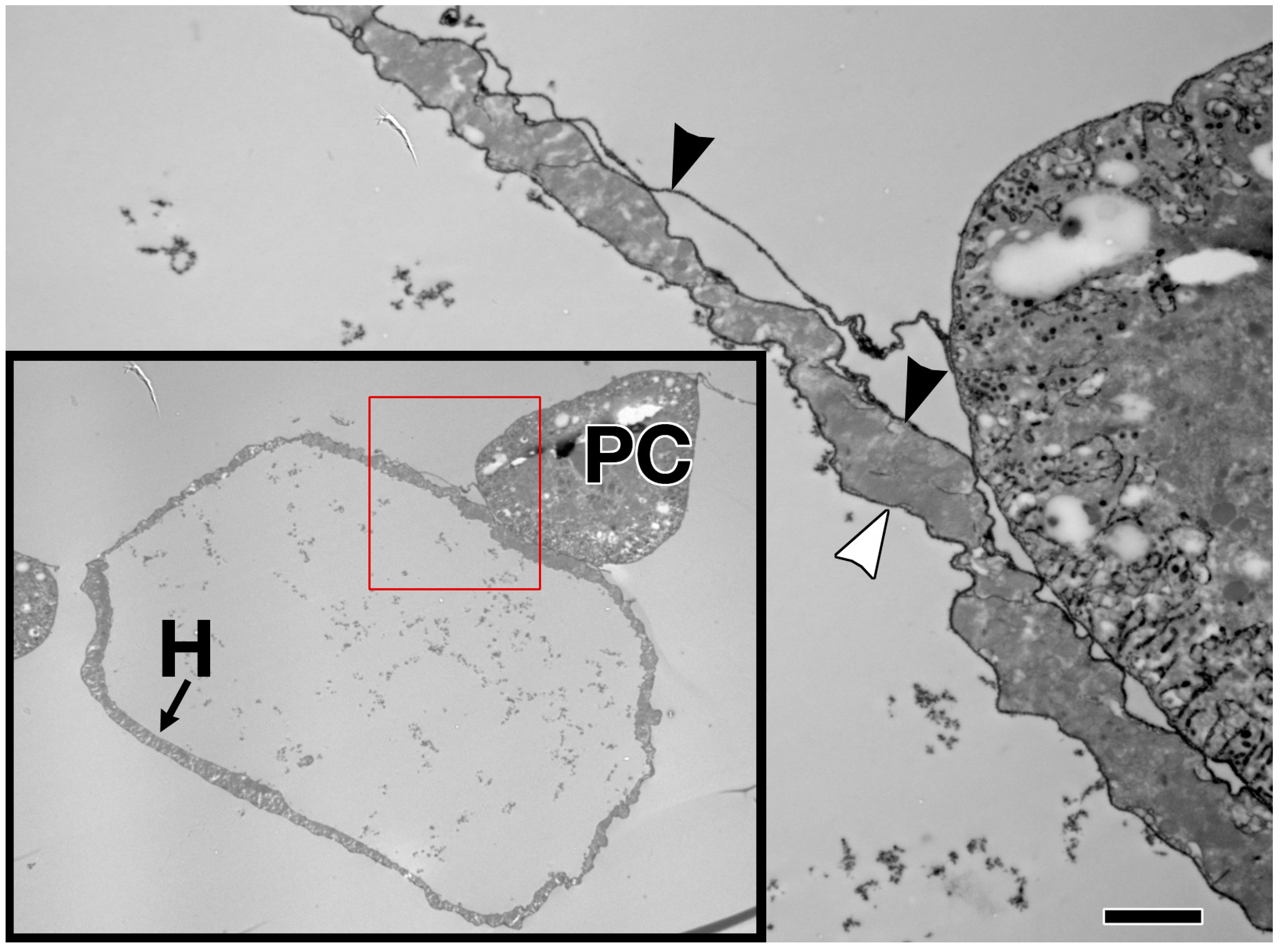 Vetsci 04 00024 g002