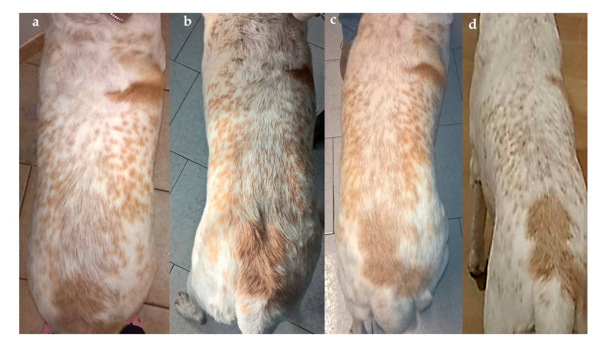 Vetsci 04 00041 g001