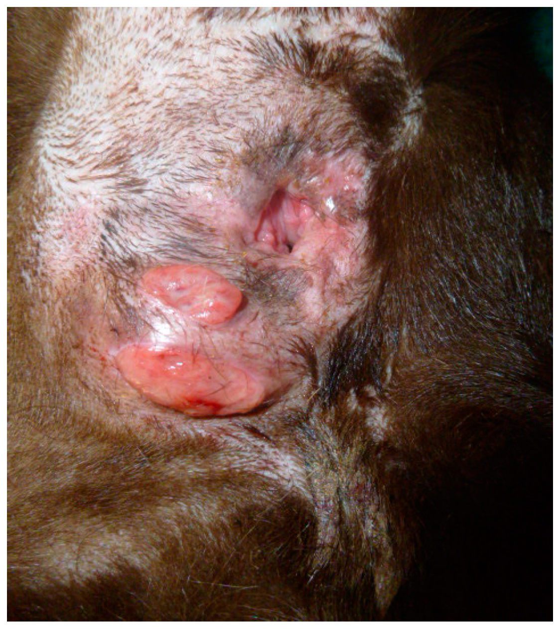 Perfection facial cleansing pads Anal sac carcinoma