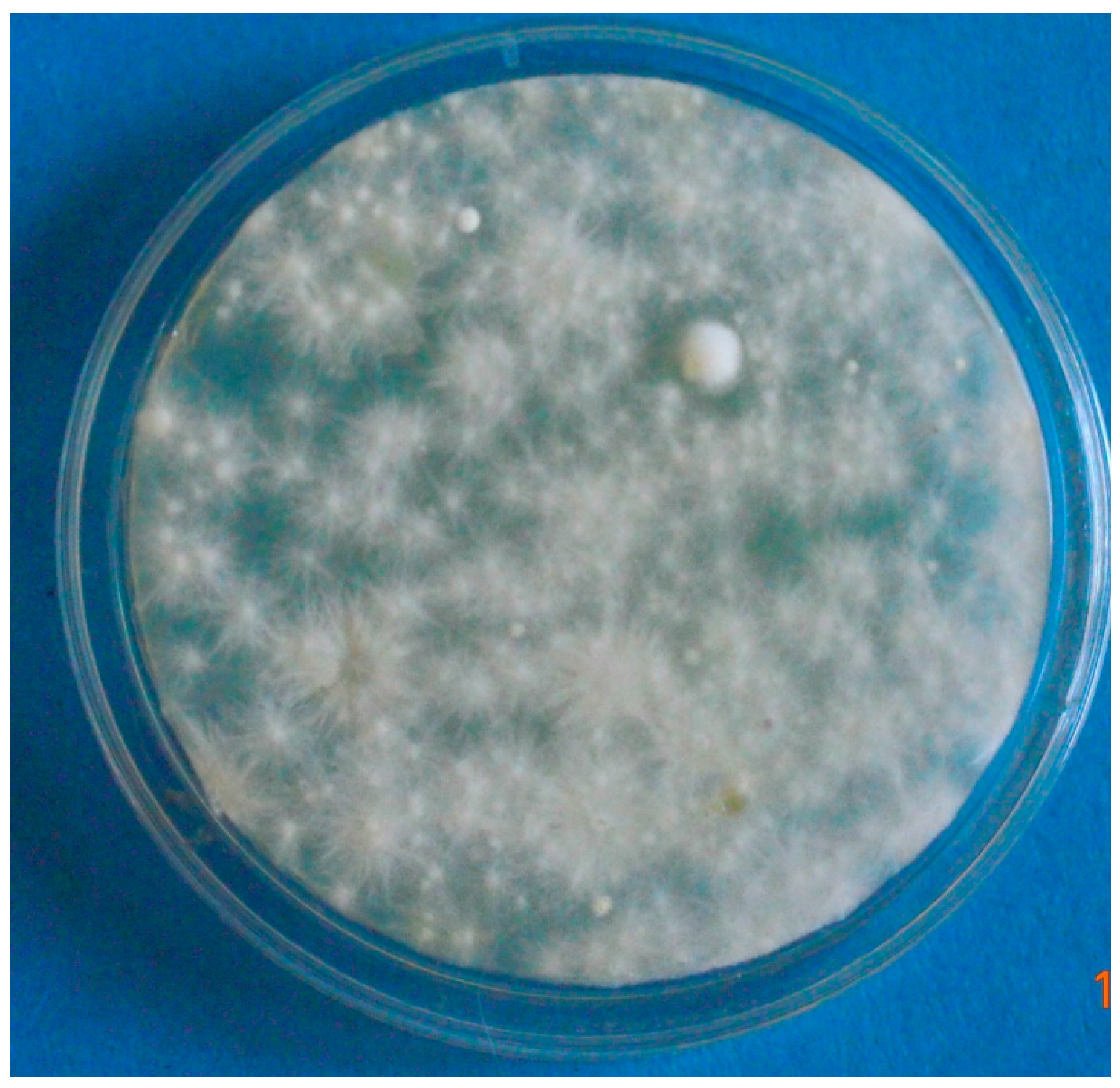 Vetsci 04 00046 g004