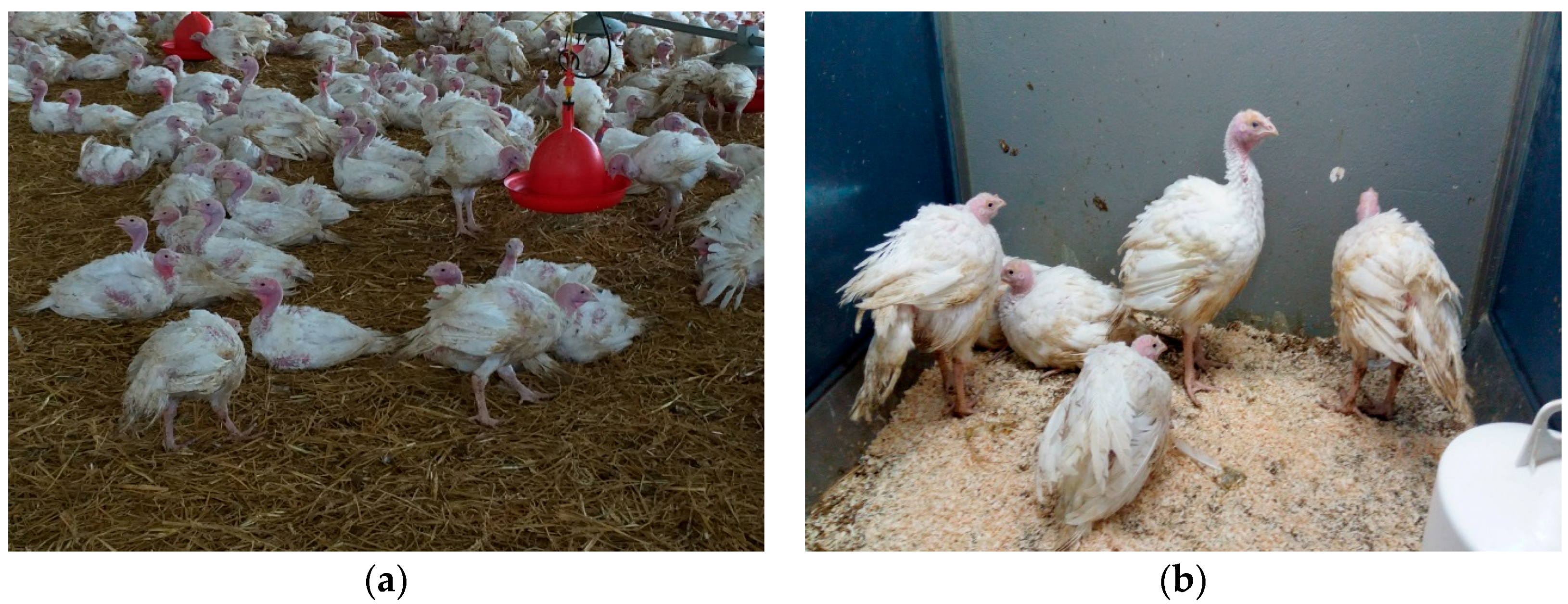 Vetsci 04 00049 g001 550