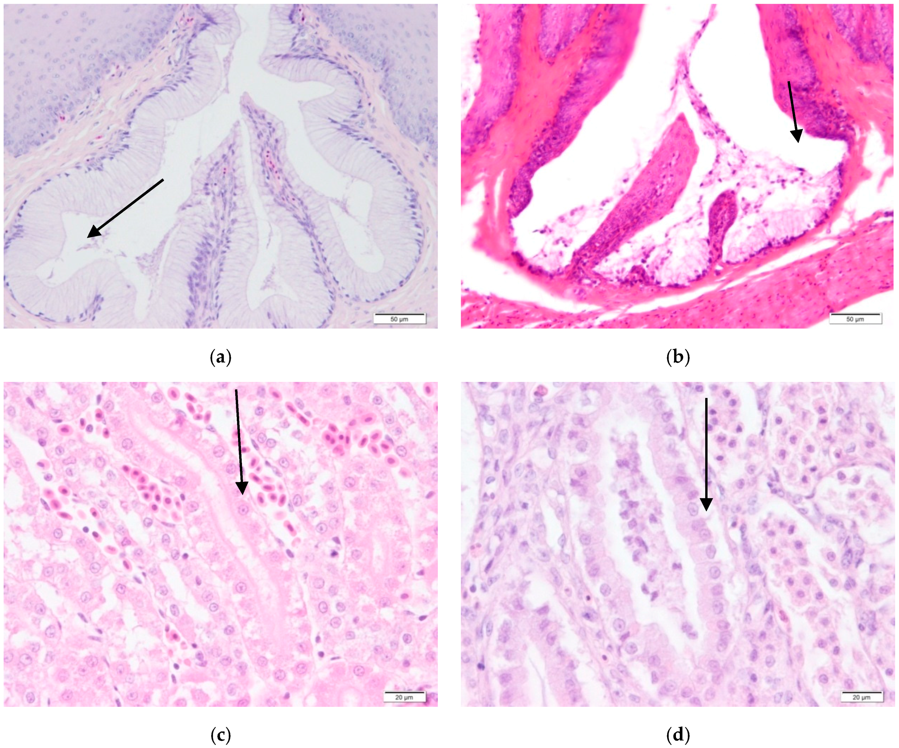 Vetsci 04 00049 g002 550