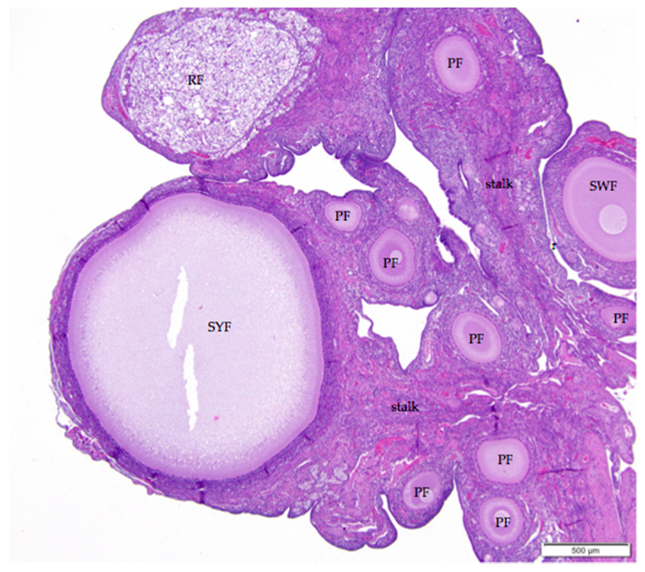 Ovary Gland Histology