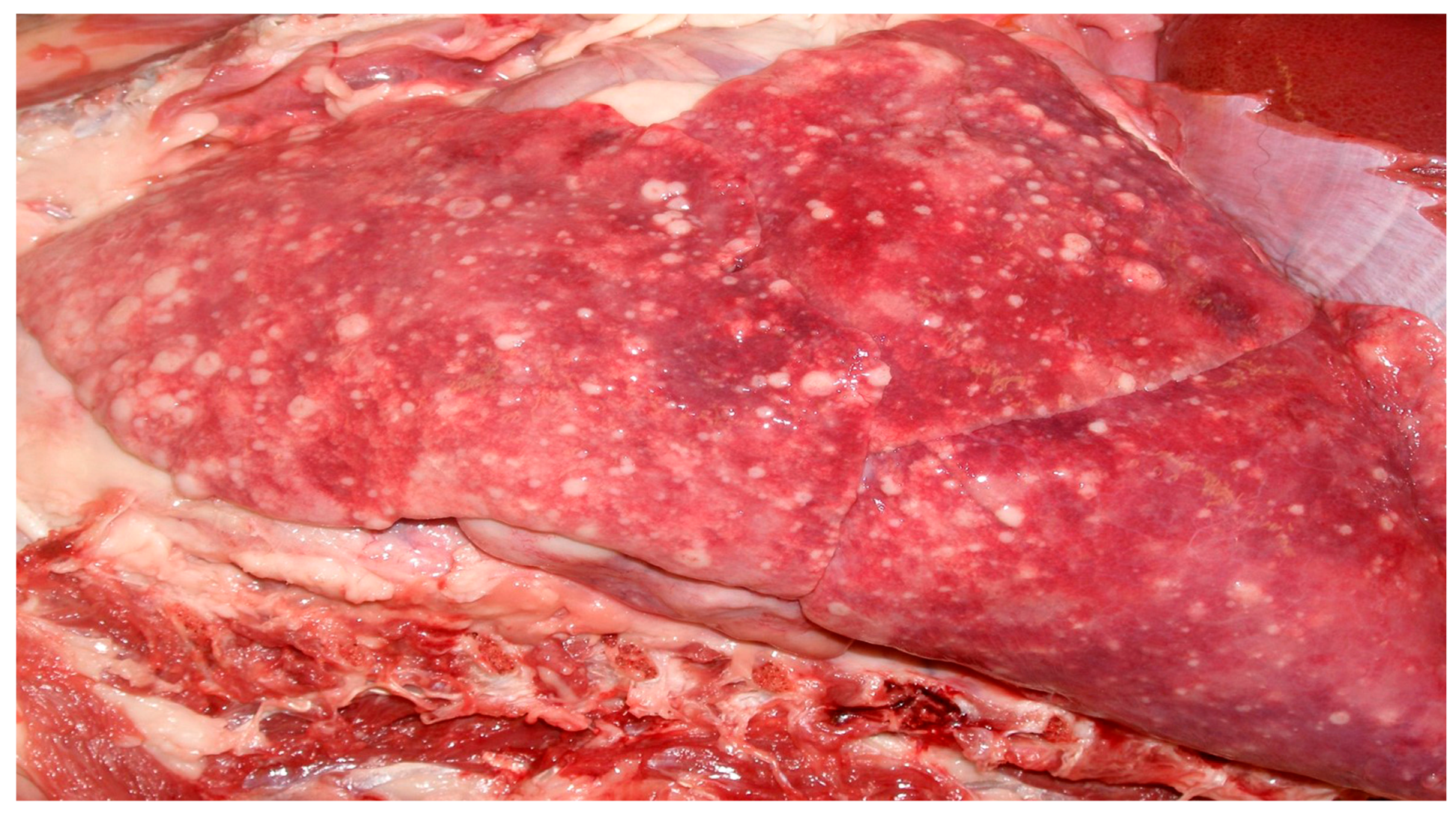 Vetsci 05 00009 g001 550