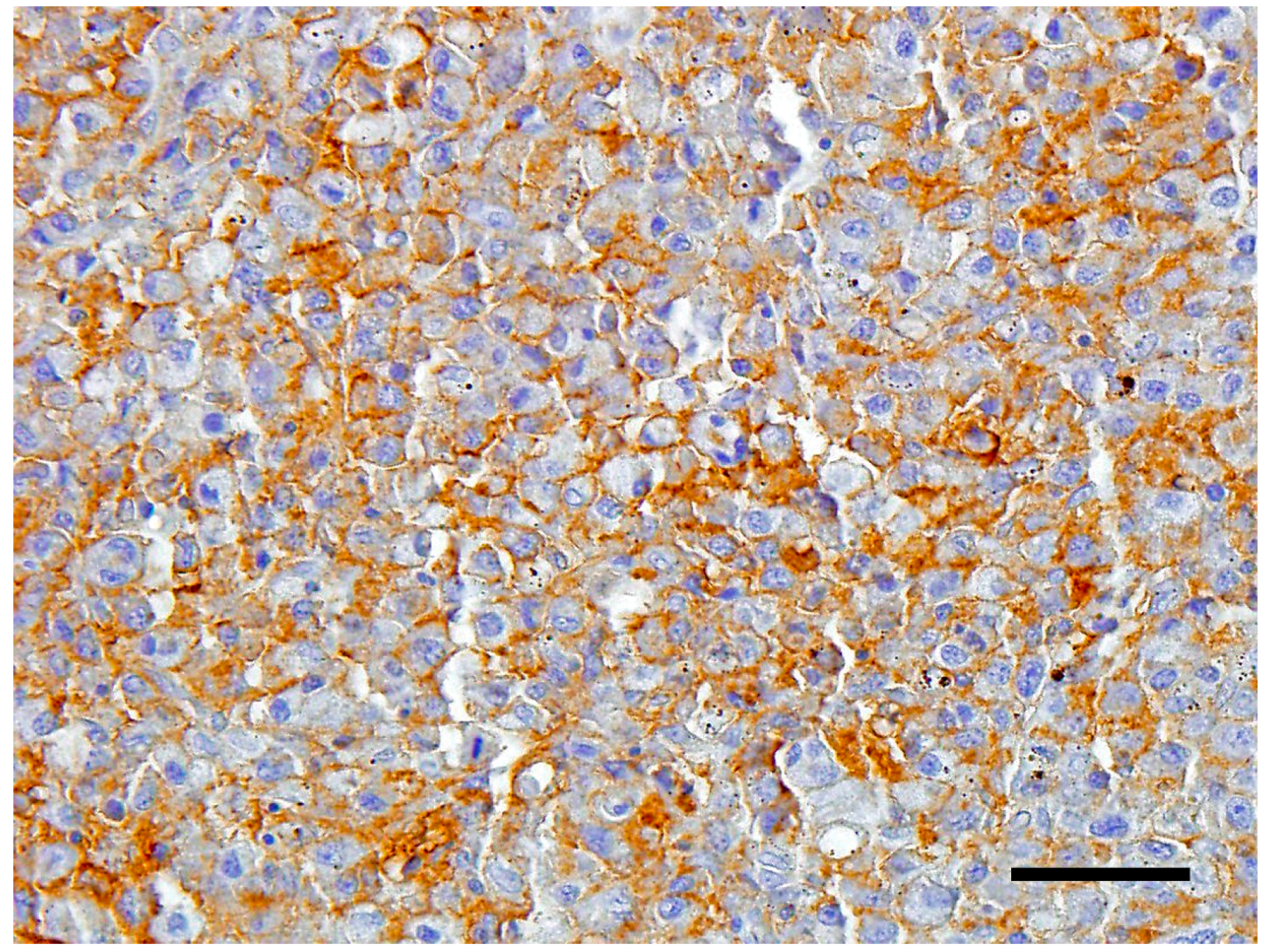 Vetsci 05 00009 g004 550