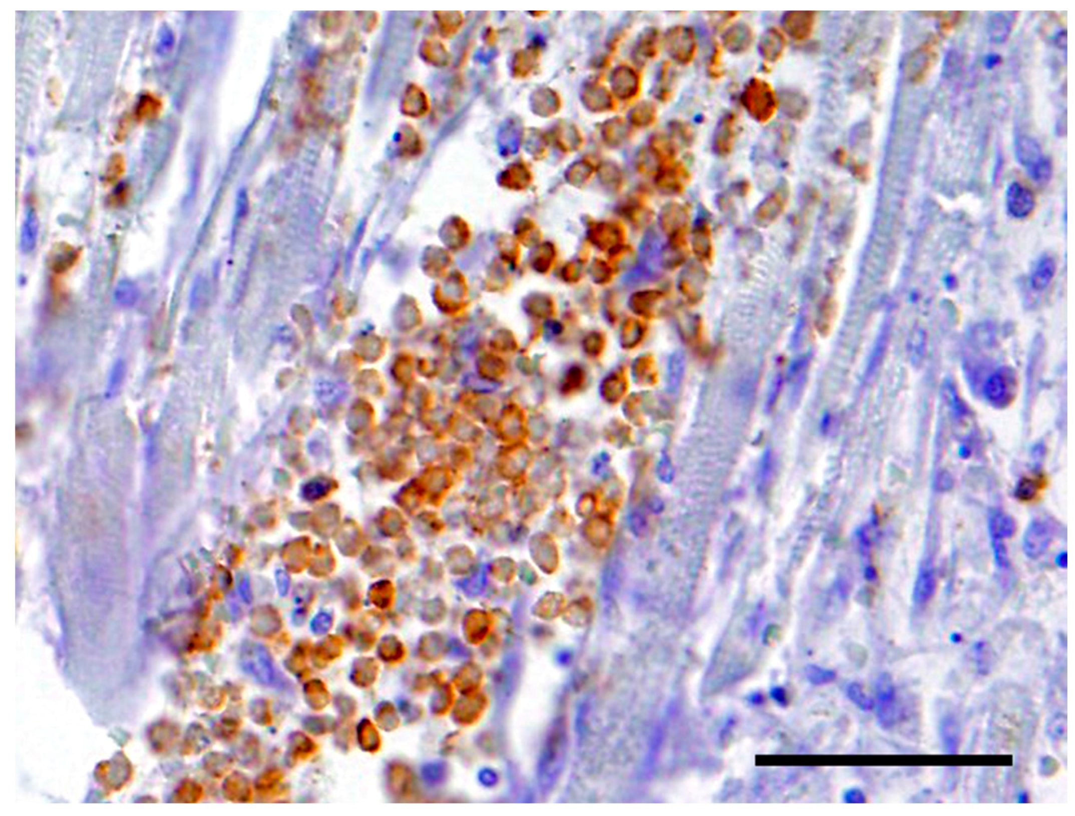 Vetsci 05 00010 g003 550