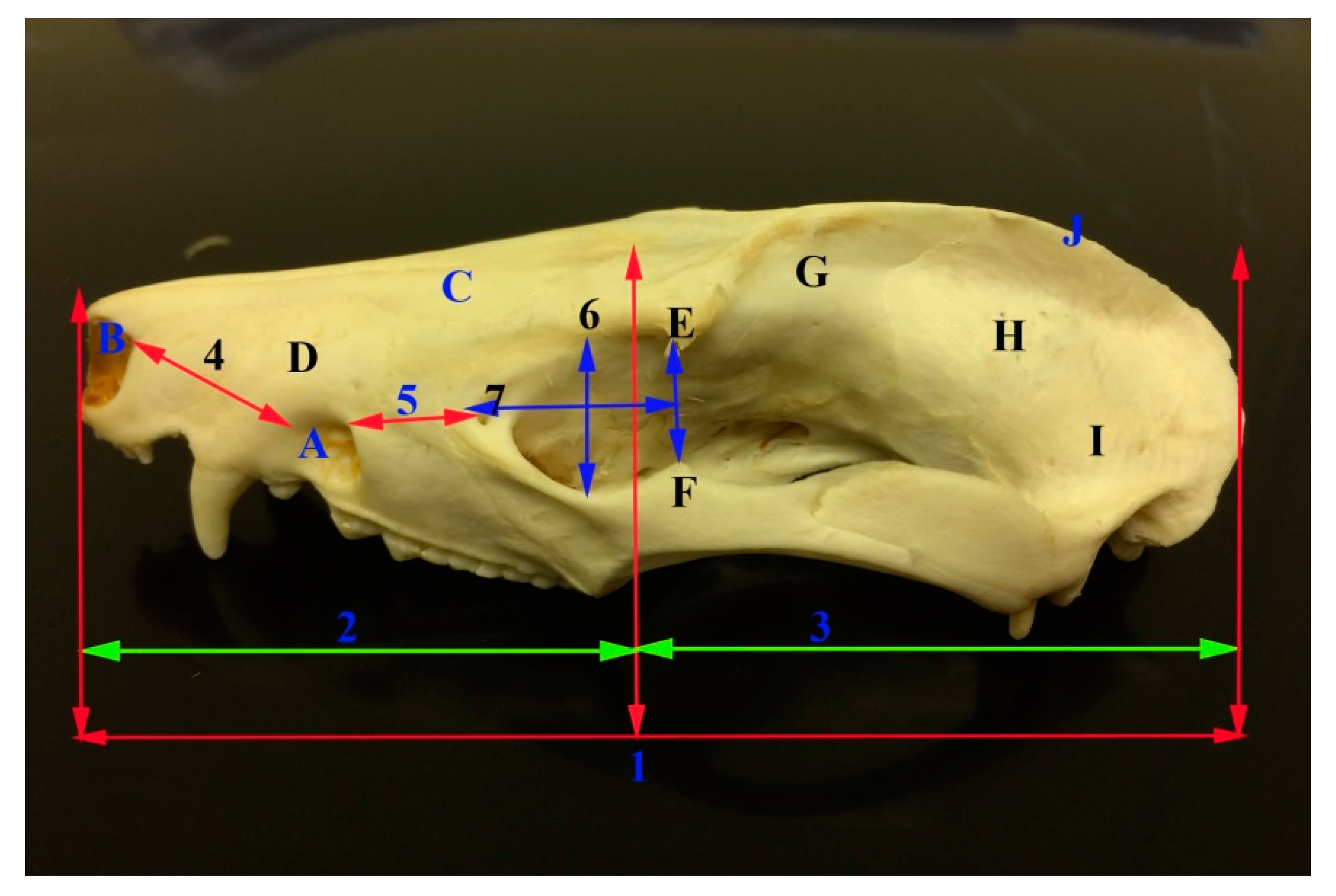 Unexpected Truths About Female Opossum Anatomy - hhr6rmc