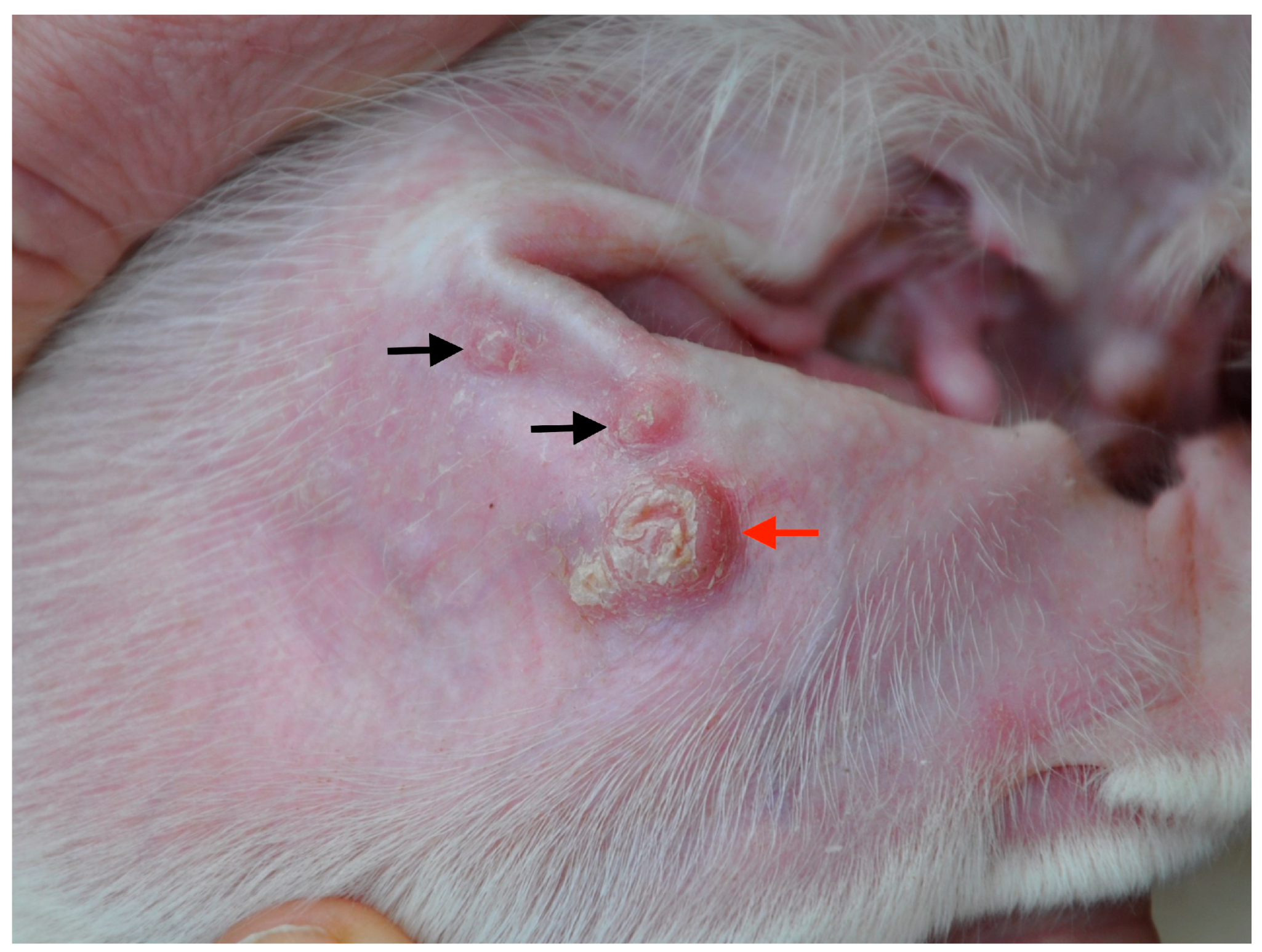 Parasite infection in clearance dogs symptoms