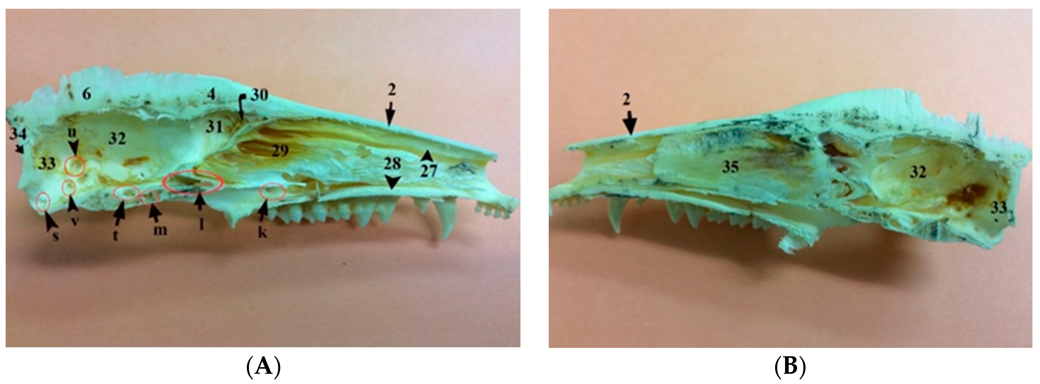 Vetsci 05 00044 g004