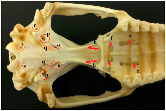 Skull bones of animals, Veterinary Anatomy