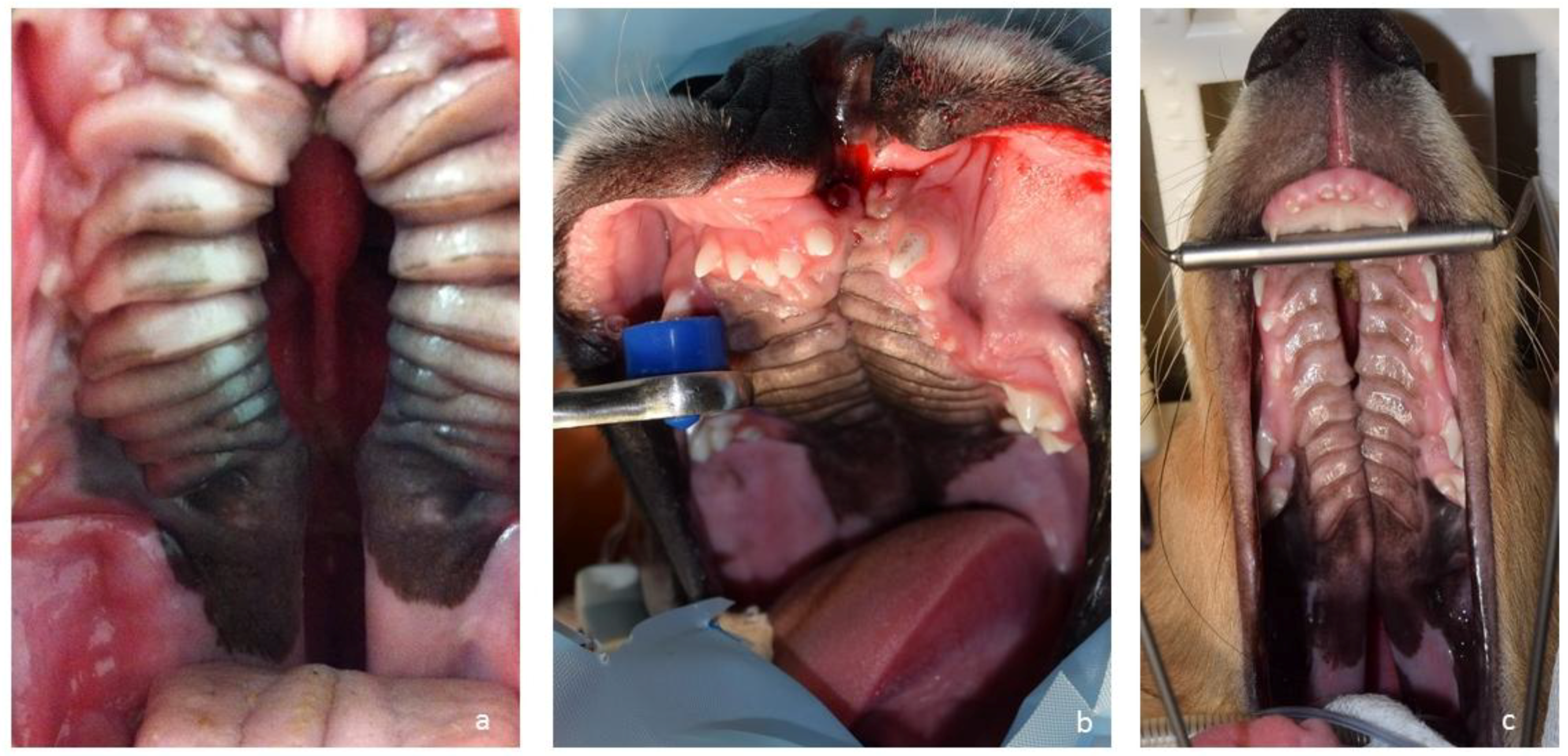 Veterinary Sciences | Free Full-Text | Management of Cleft Palate in