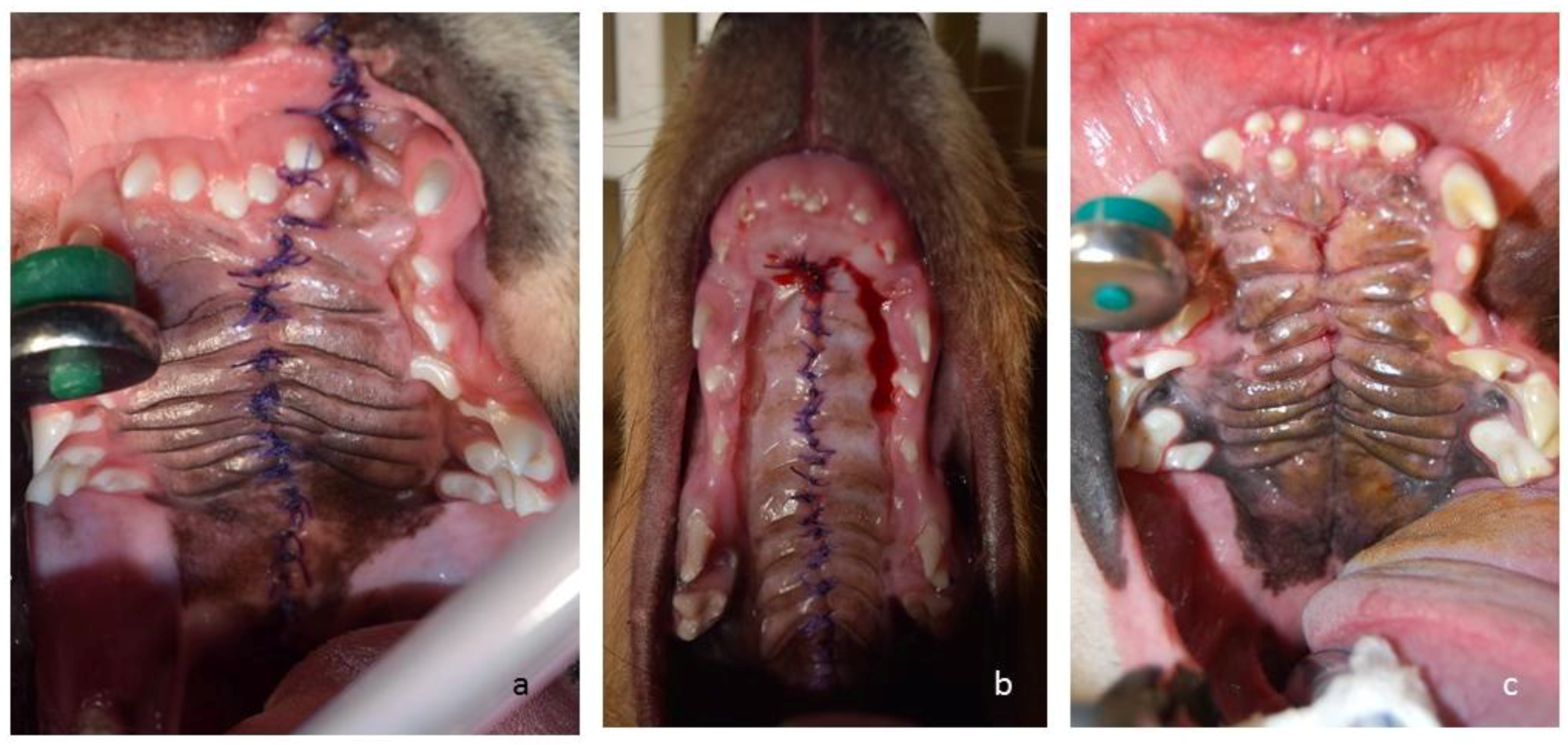 Veterinary Sciences Free FullText Management of Cleft