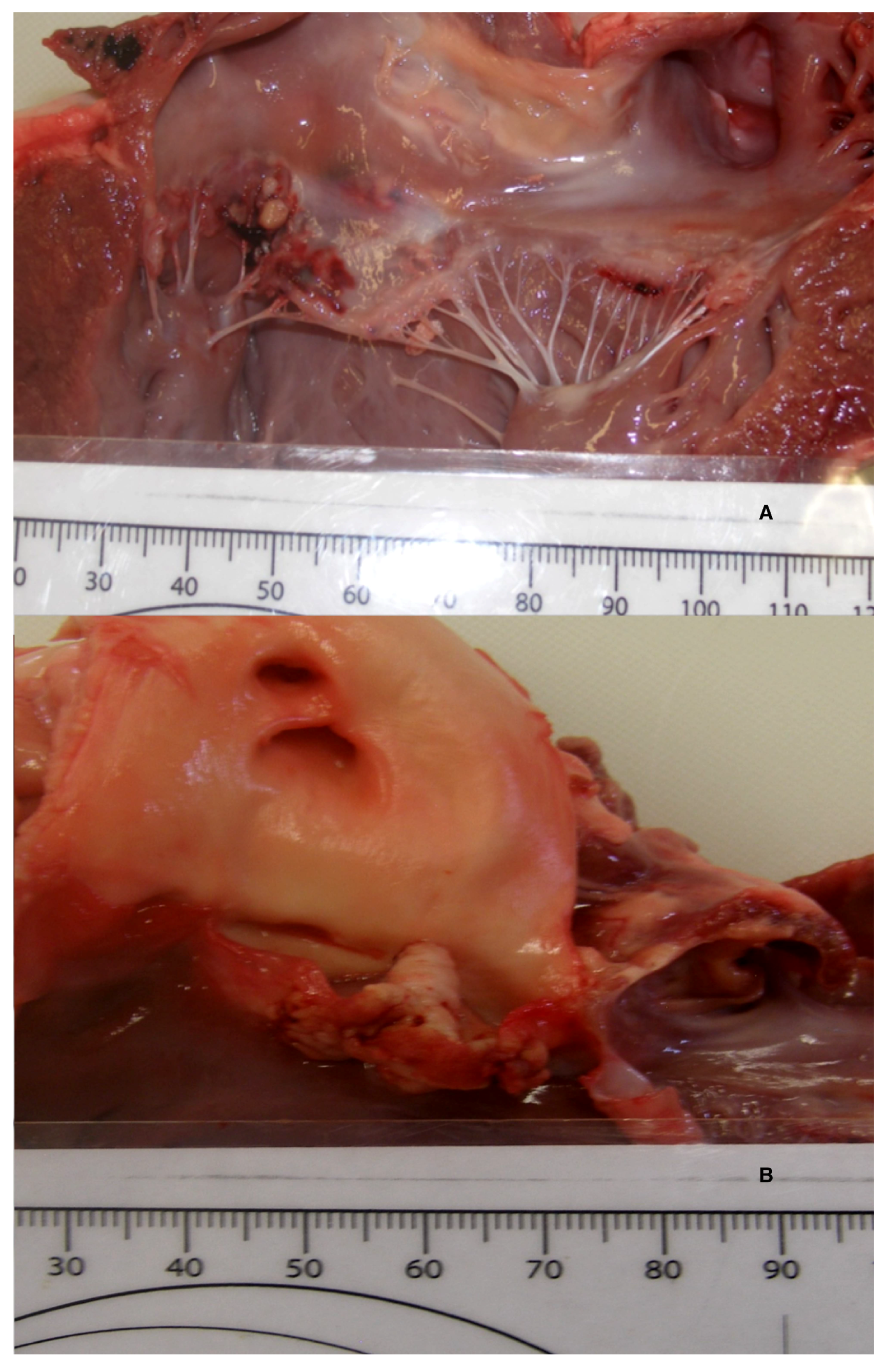 Vetsci 05 00064 g003